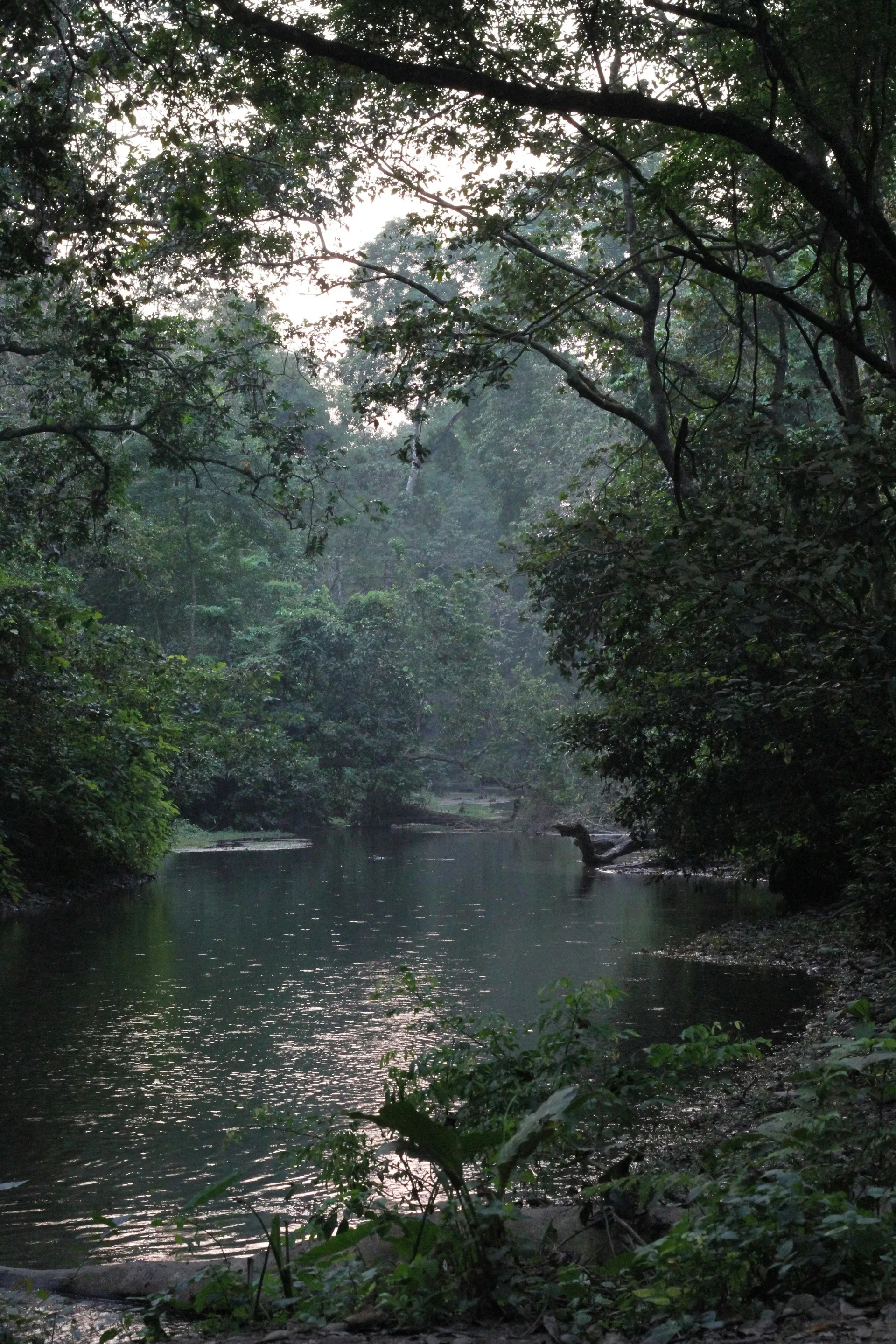 Nacionalni park Chitwan 2