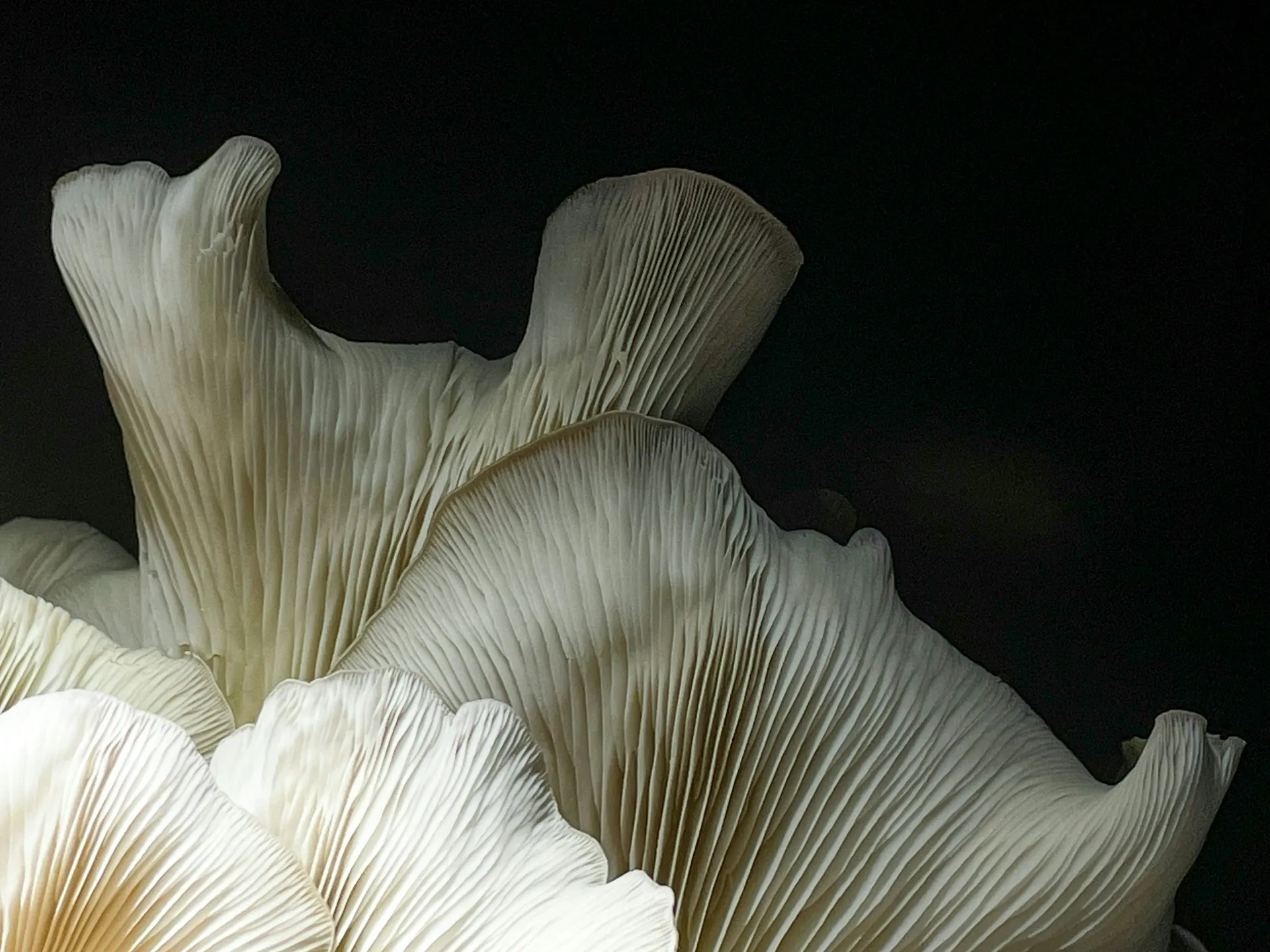 Μικρή Ροή (Little Current)