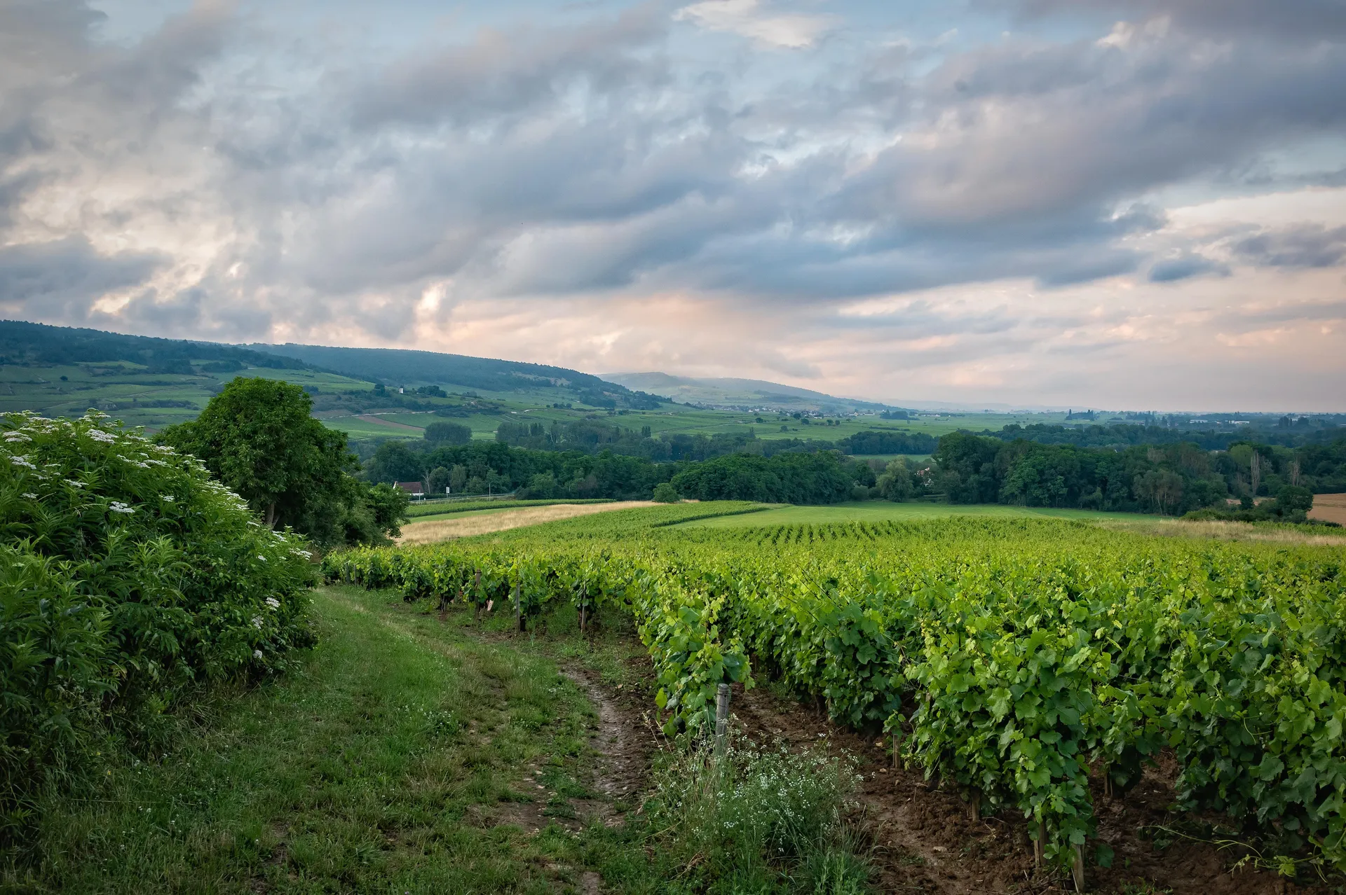 Châteauneuf-du-Pape (Chateauneuf-du-Pape)