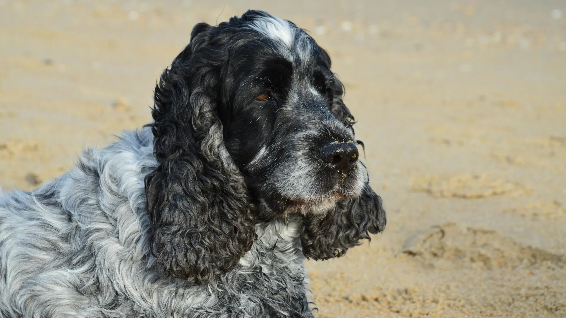 Марсельян 2