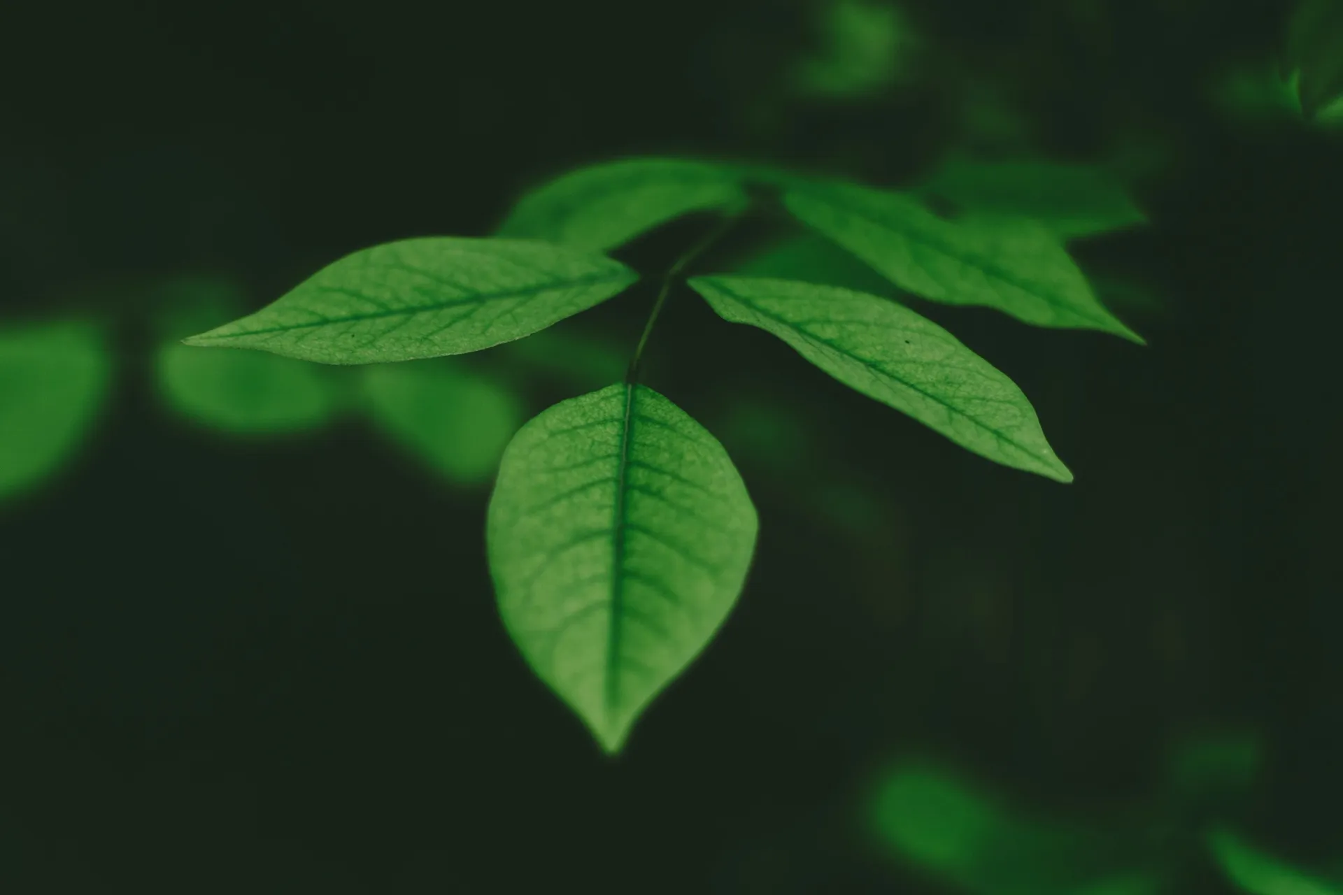 巴特的攻擊 — 赫伯羅特郵輪 · MS EUROPA