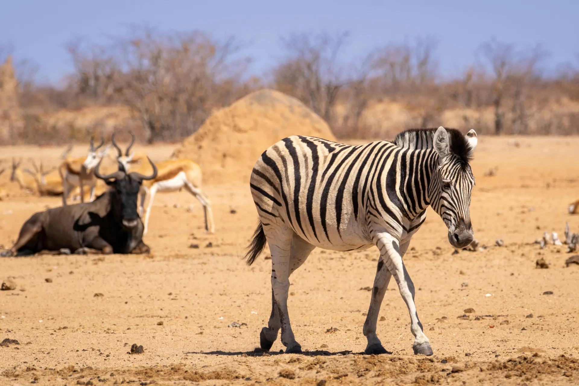 Etosha National Park 4