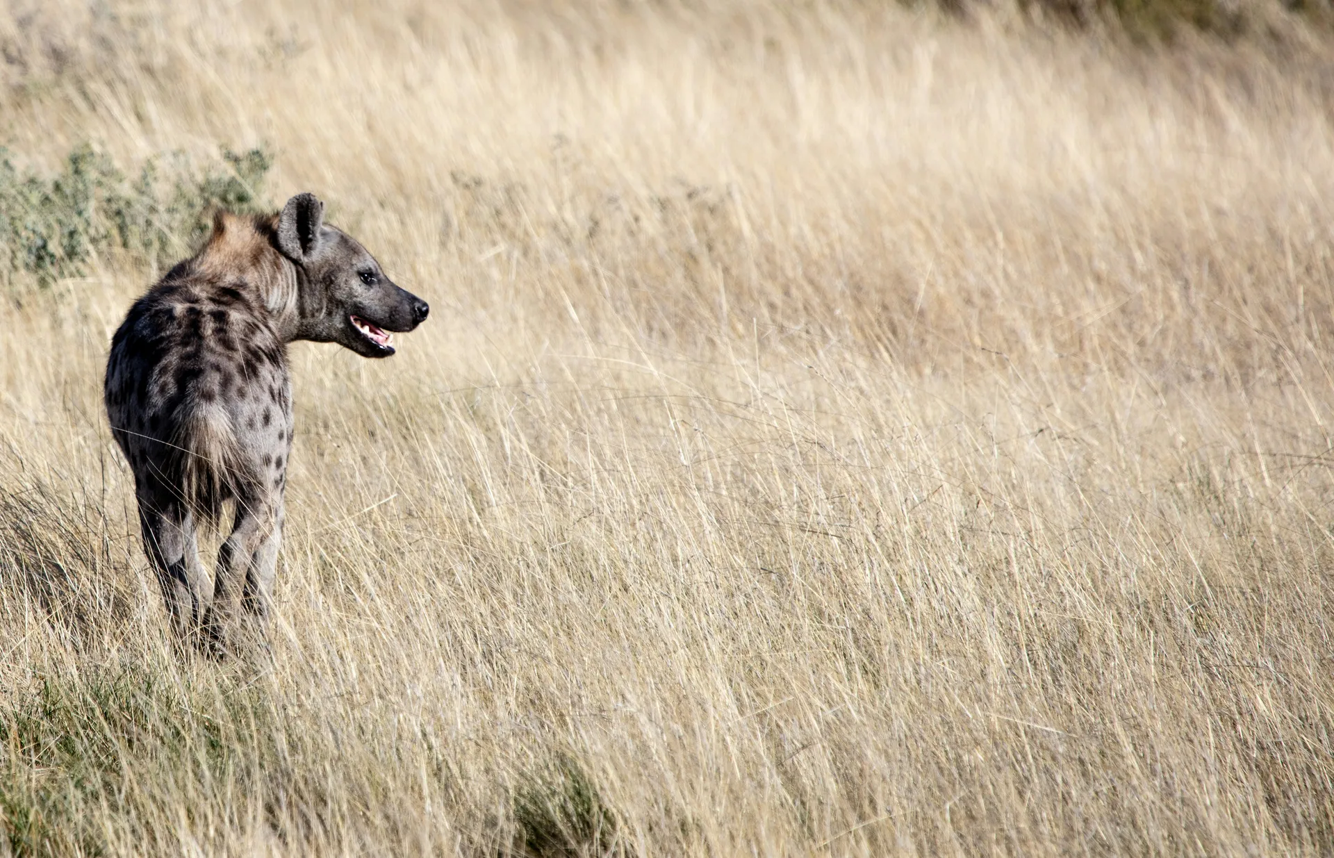 Etosha National Park 3