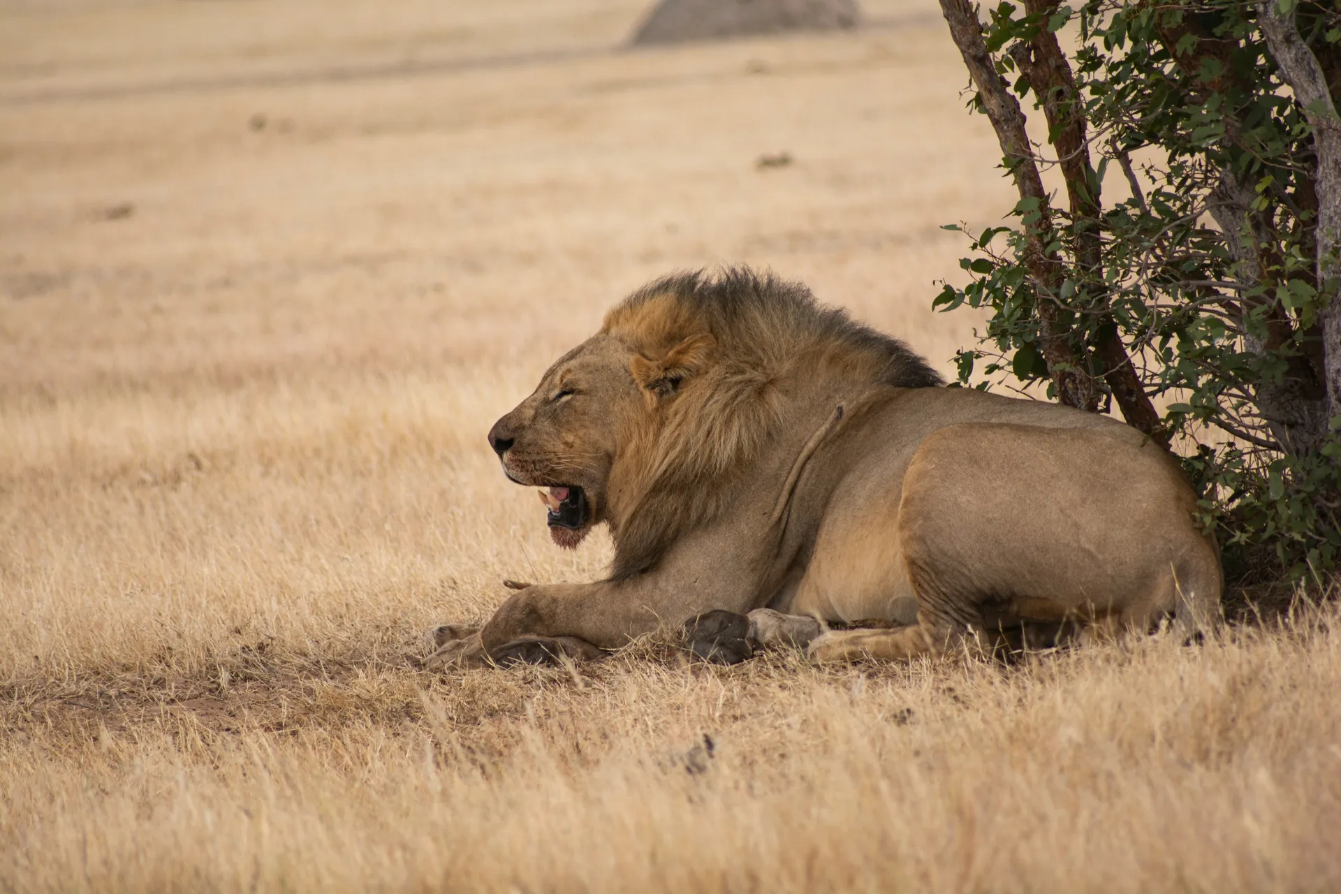 Etosha National Park 8