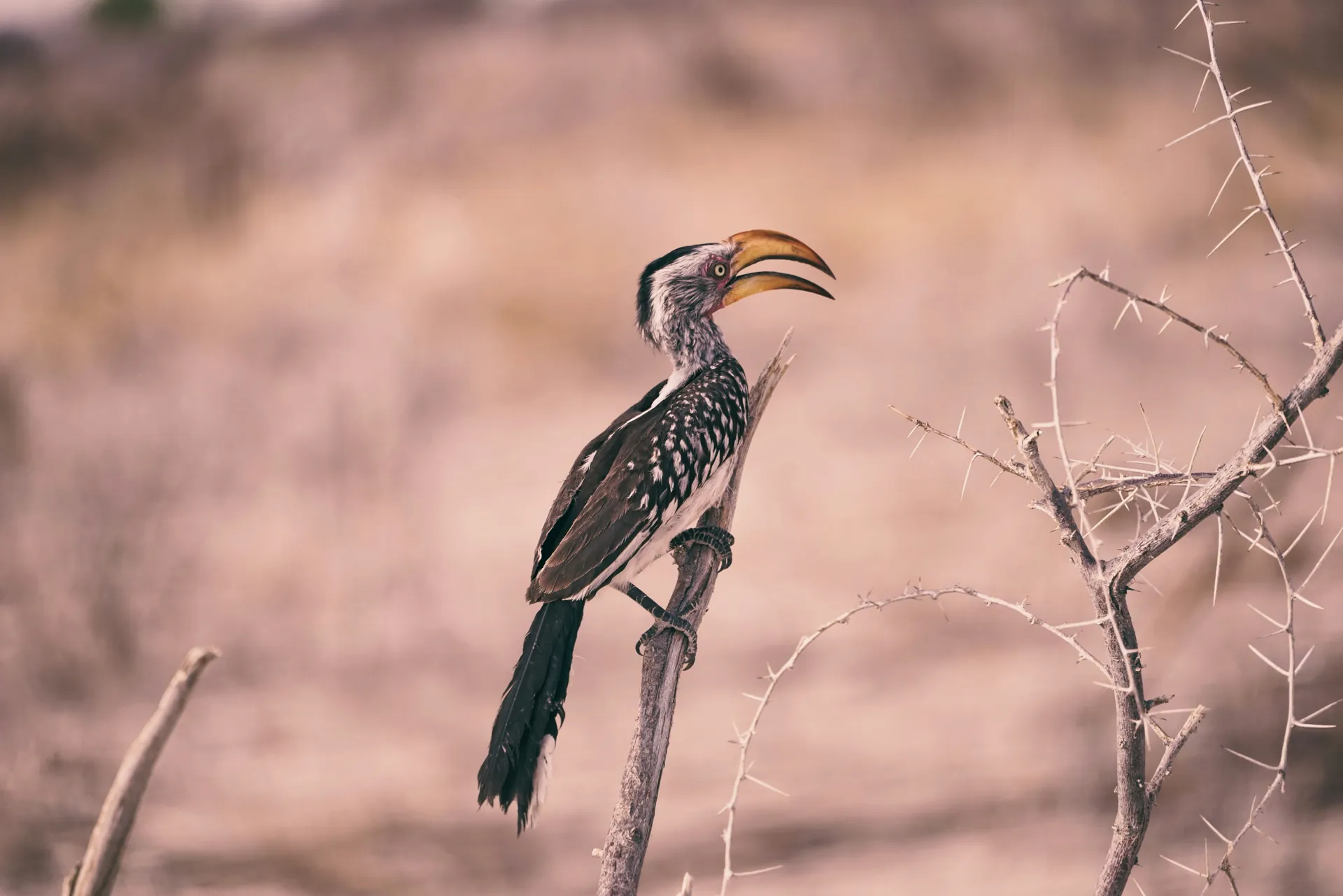Etosha National Park 5