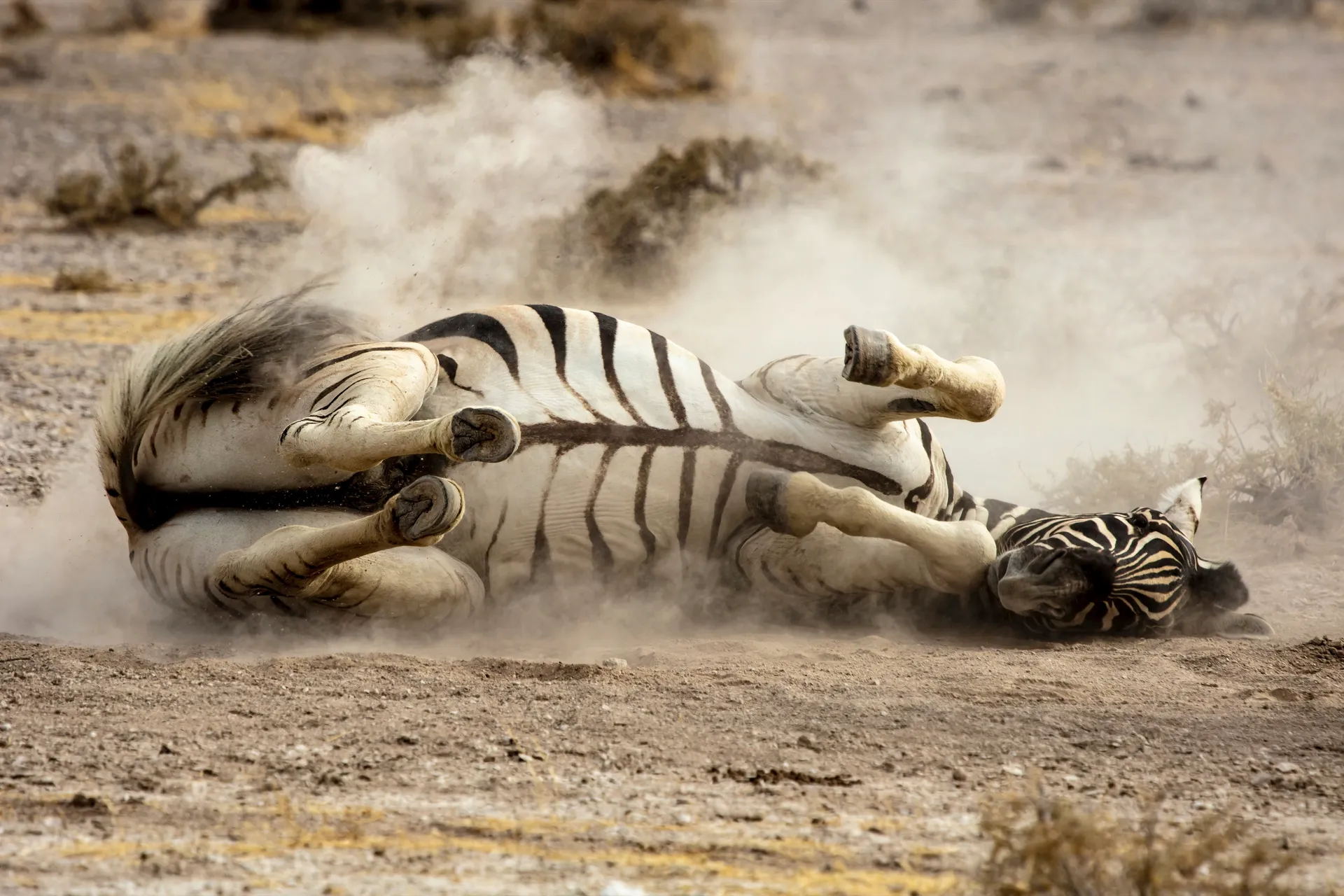 Etosha National Park 2
