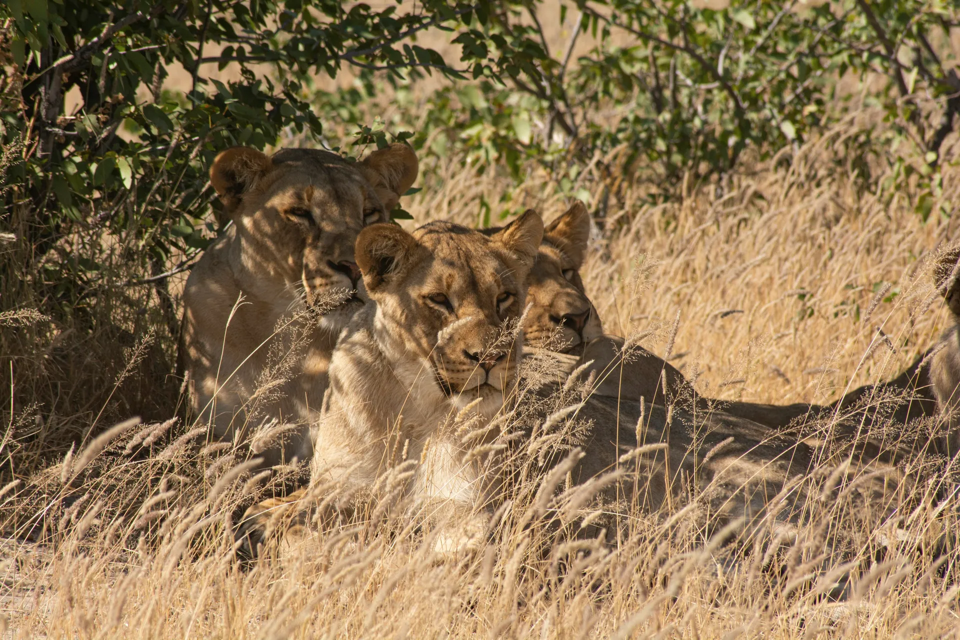 Etosha National Park 9