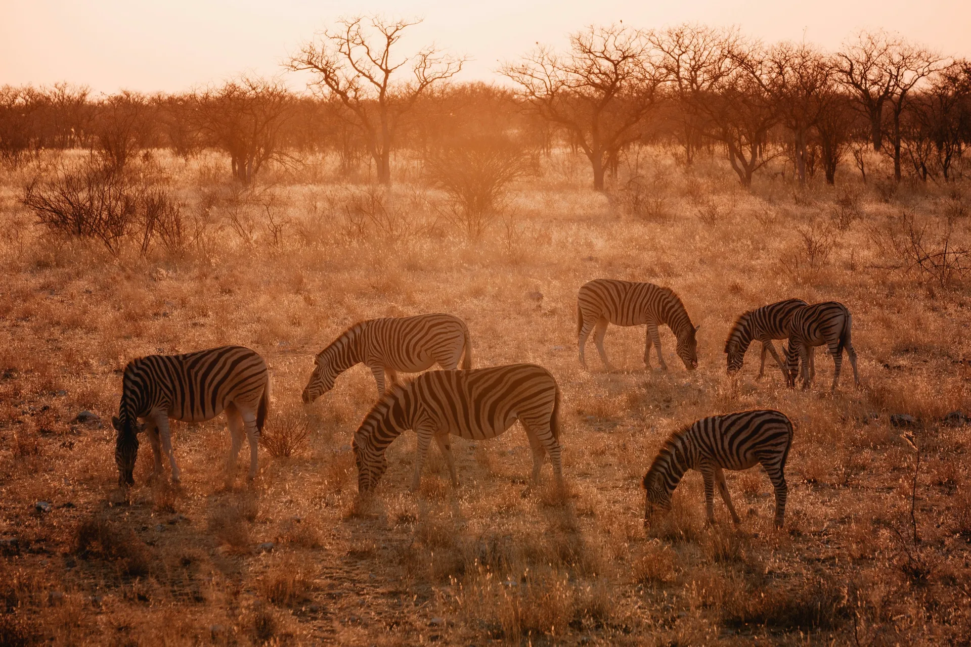 Etosha National Park 6