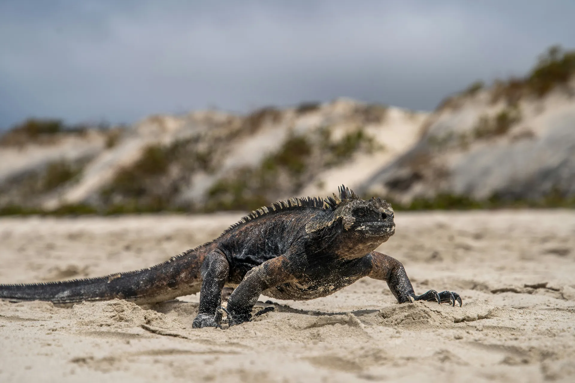 El Edén Ø, Galápagos (El Edén Island, Galápagos)