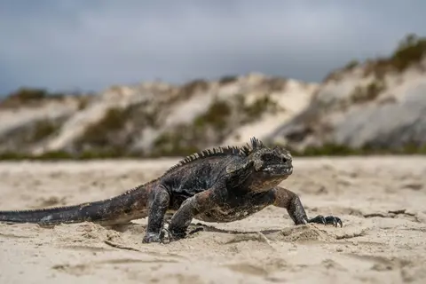 Plavba po Galapágách — Tauck · Isabela II