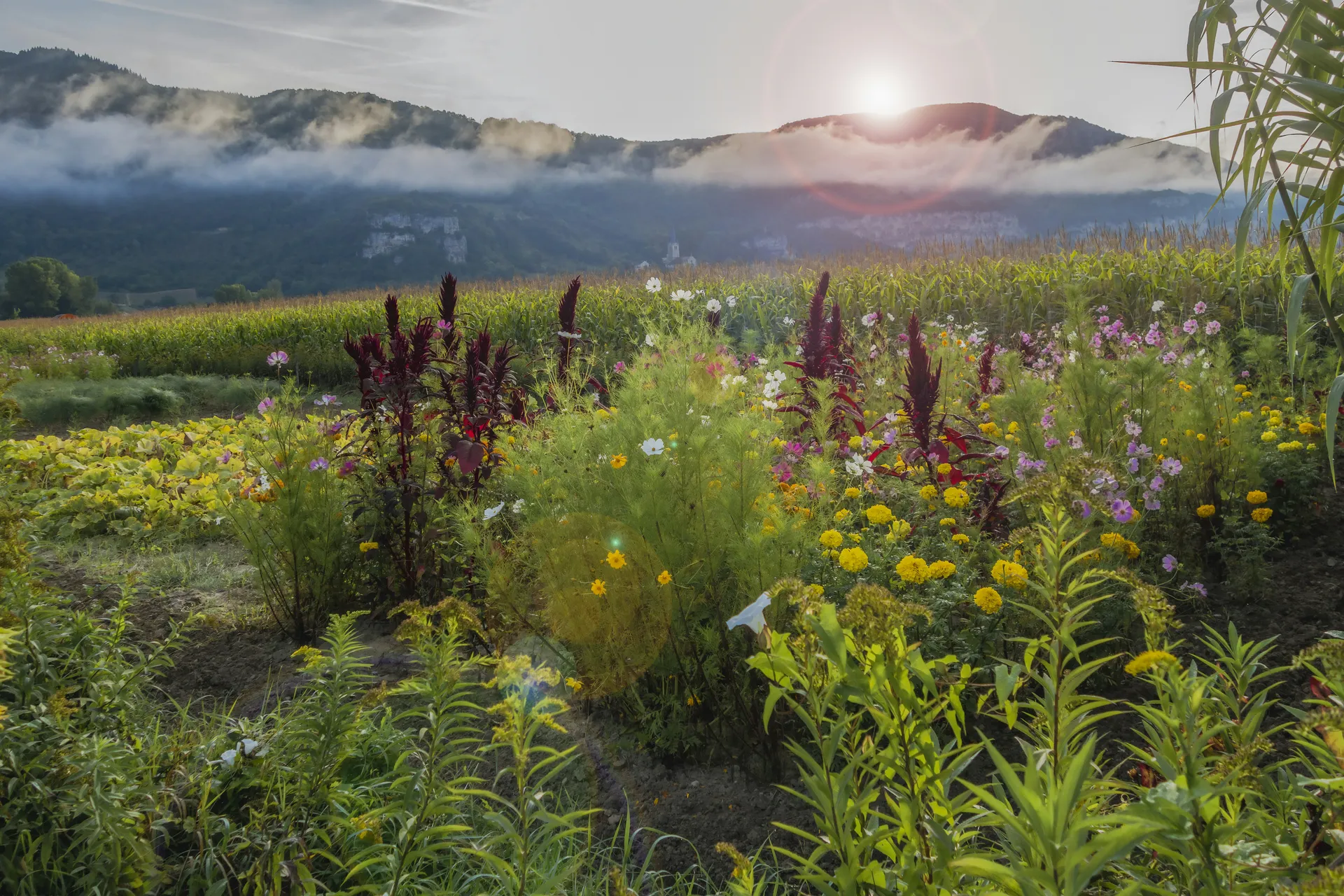 La Voulte (La Voulte)