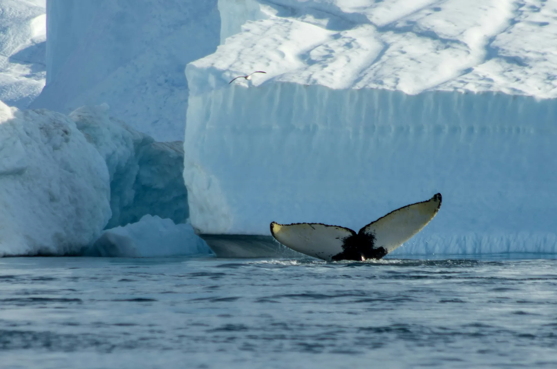 Disko Bay (Disko Bay)