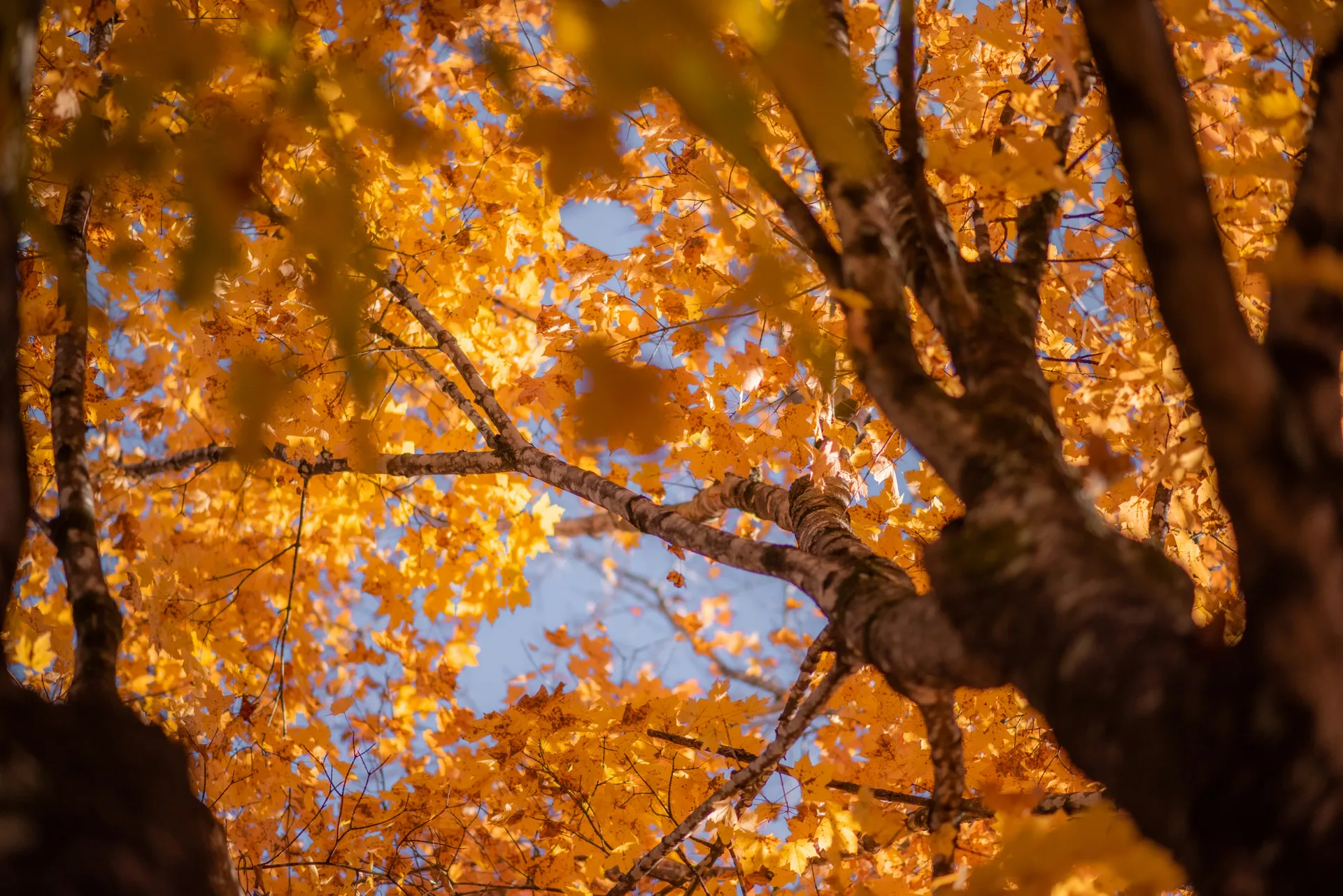 哈密尔顿，百慕达 2