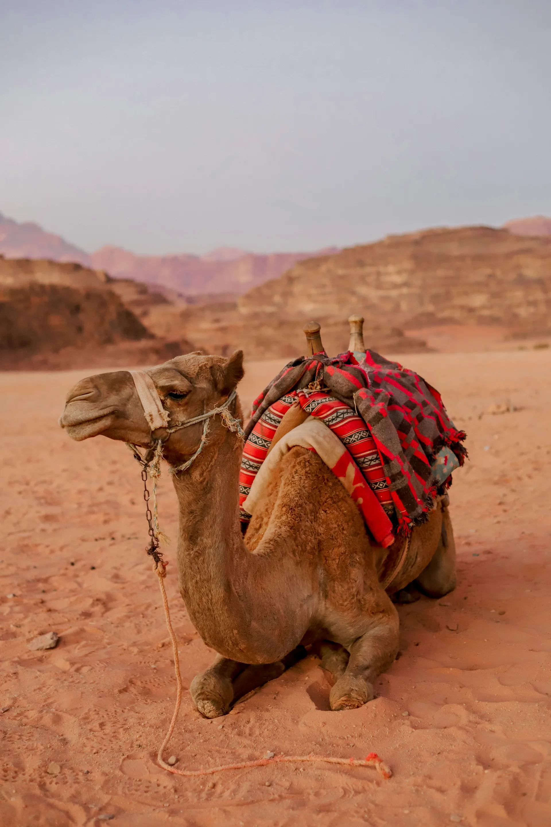Wadi Rum Desert & Protected Area 9