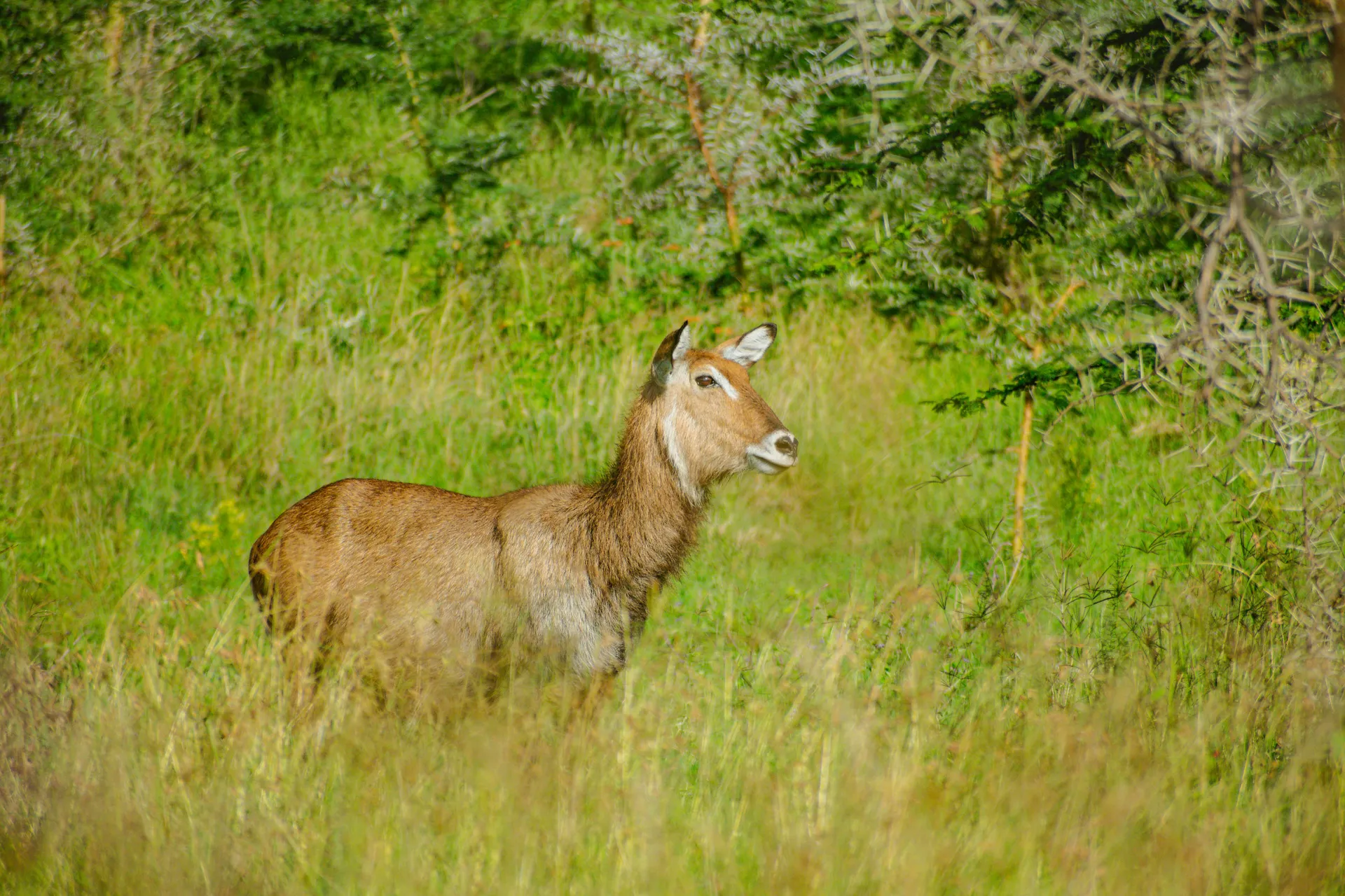 Lake Nakuru Nationalpark 2