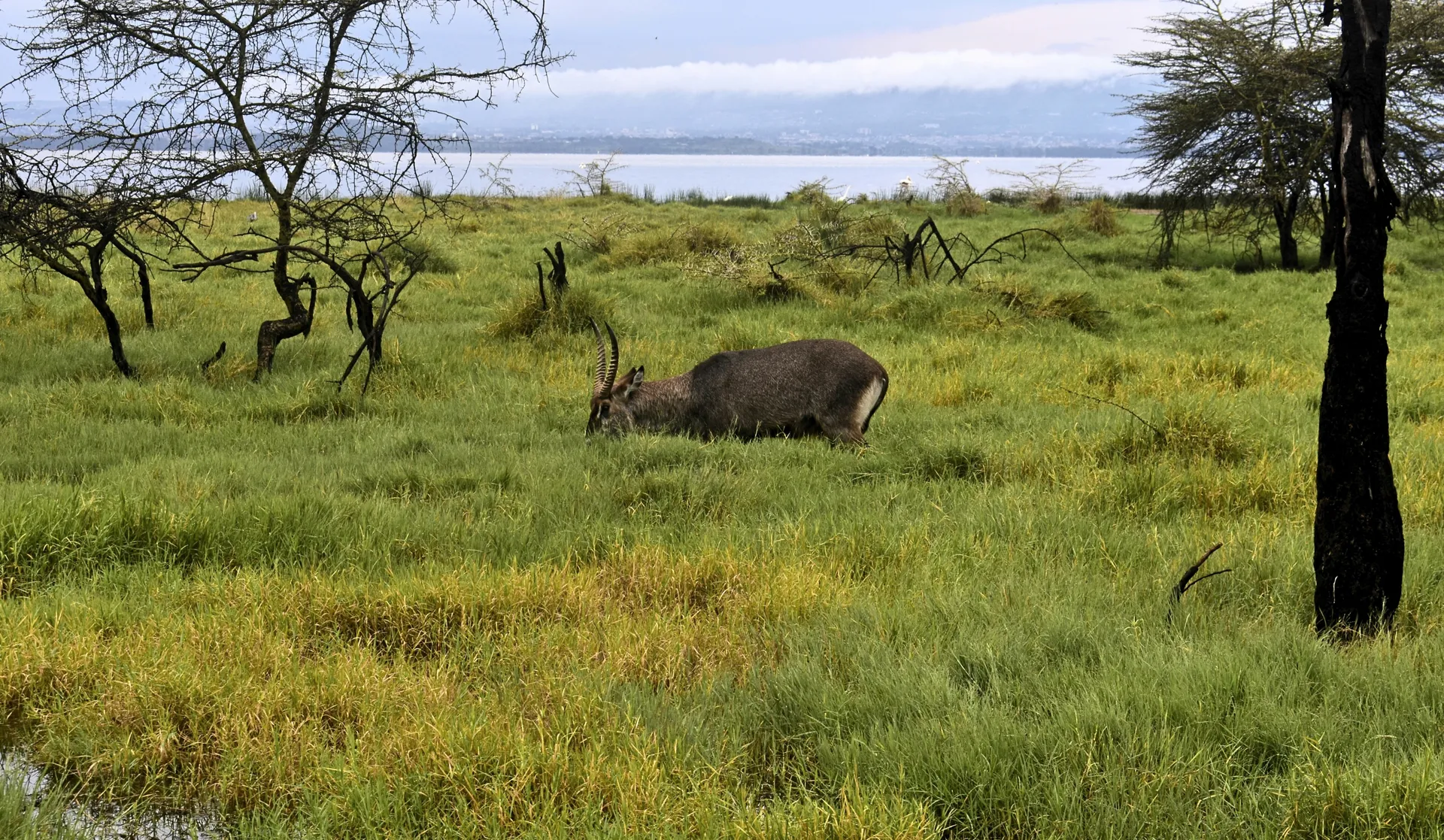 Lake Nakuru Nationalpark 6