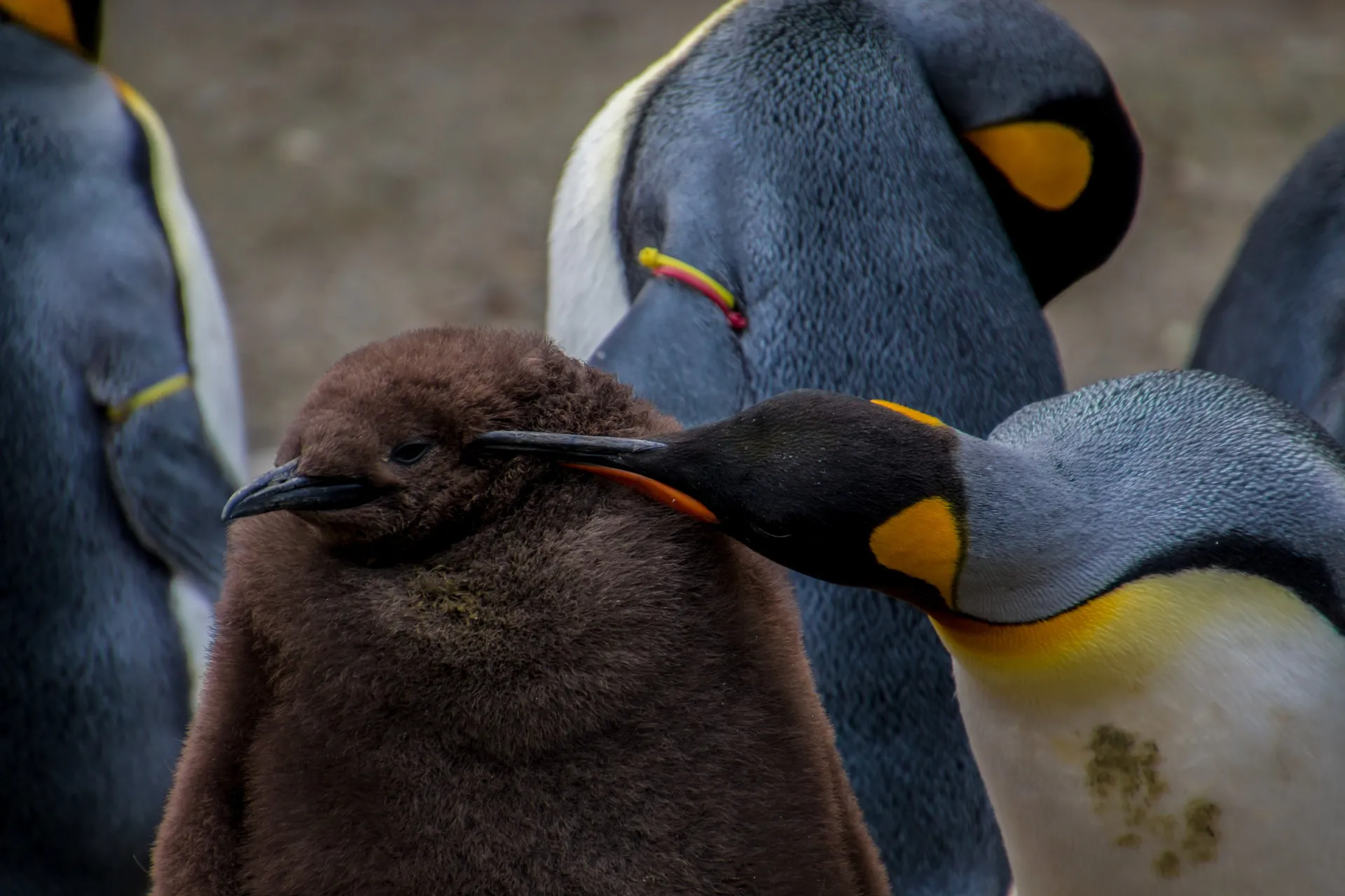 Macquarieøen (Macquarie Island, Australia)