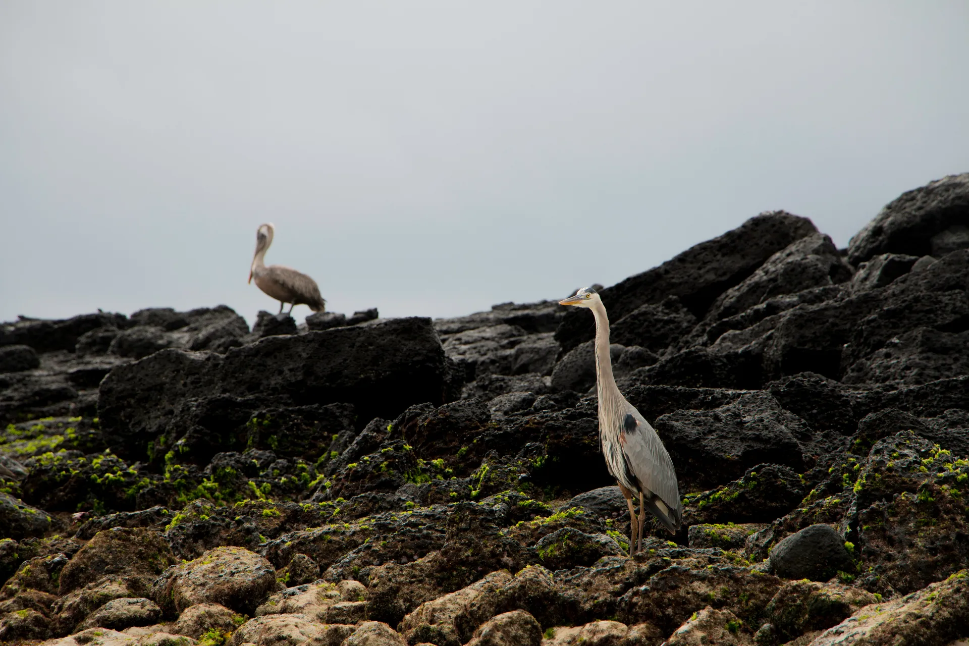 Kicker Rock (Kicker Rock, Ecuador)