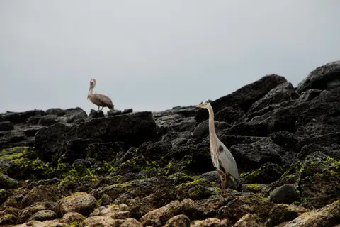 Kicker Rock