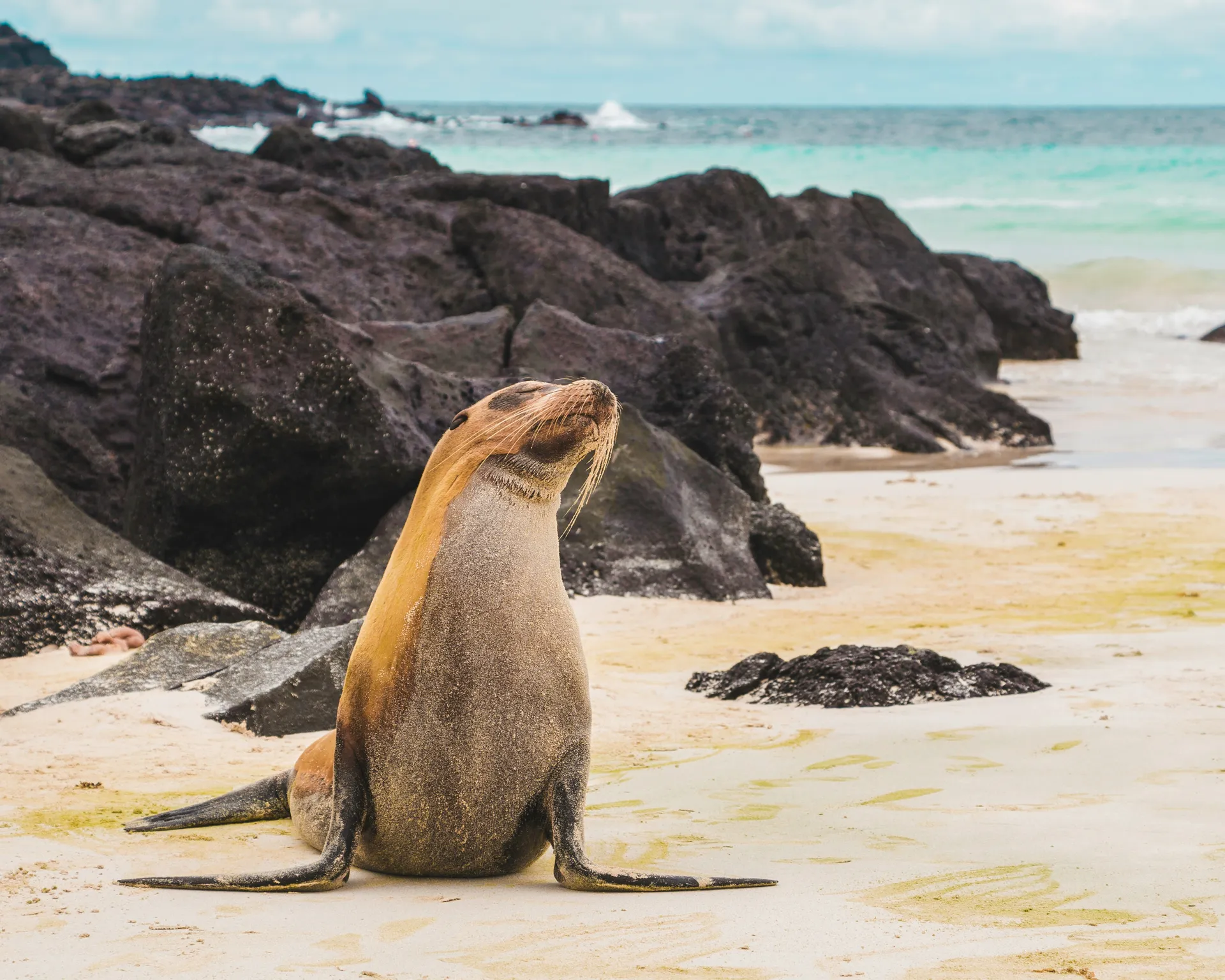 Punta Suarez (Punta Suarez, Espanola, Ecuador)