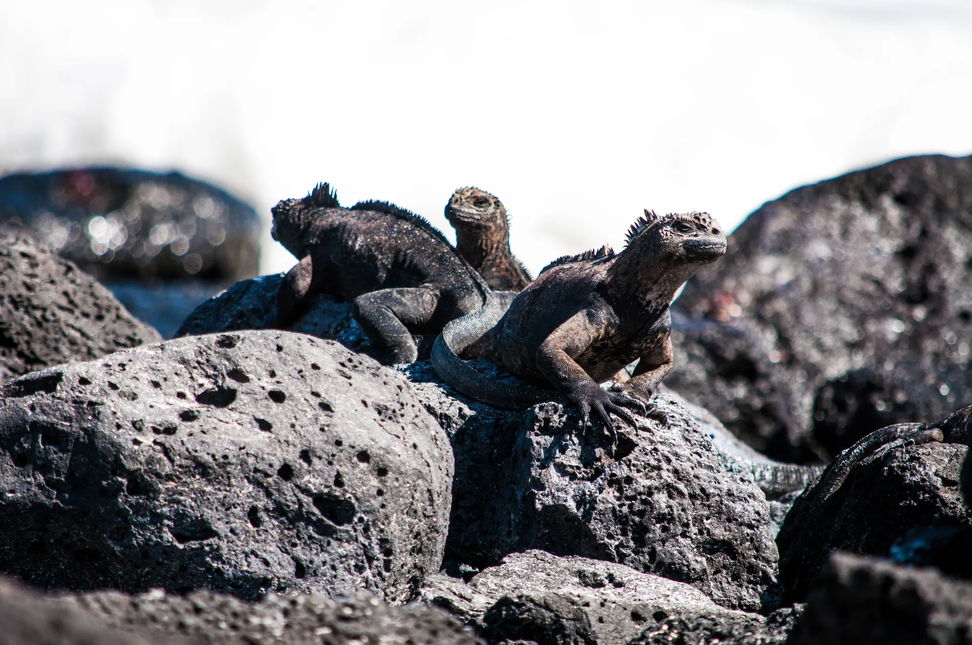 Dragebakke, Santa Cruz Ø, Galápagos (Dragon Hill, Santa Cruz Island, Galápagos)