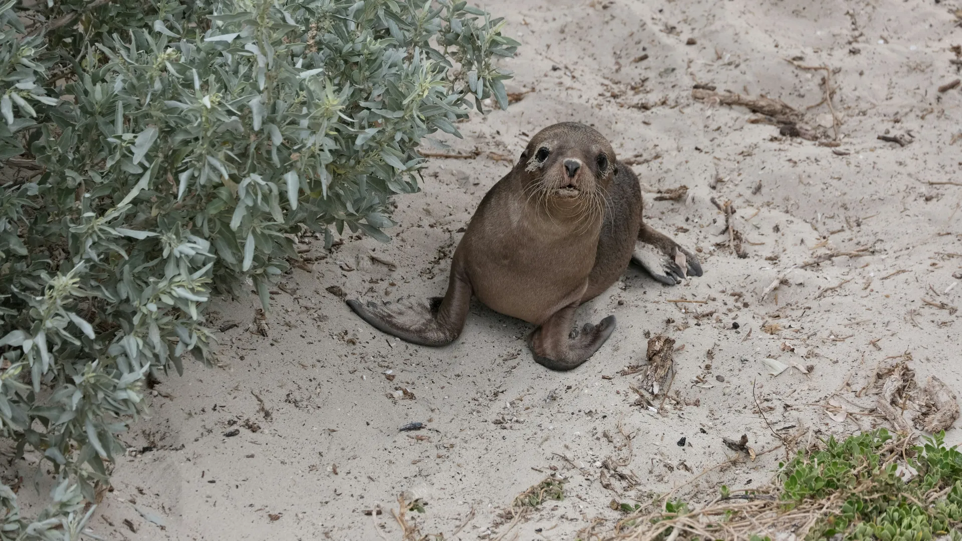 Kangaroo Ø (Kangaroo Island)