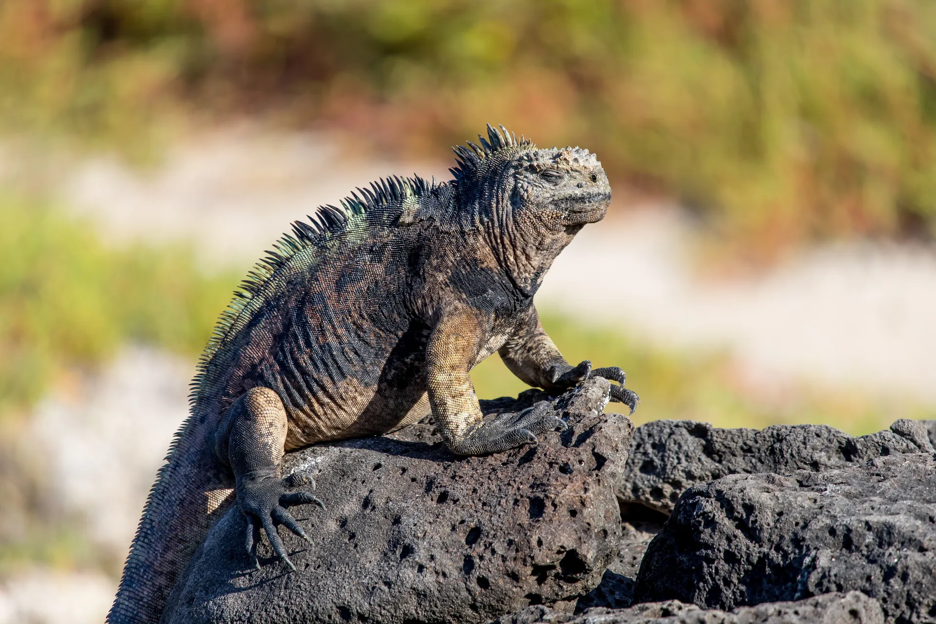 Santa Feøen, Galapagos (Santa Fe Island, Galapagos)