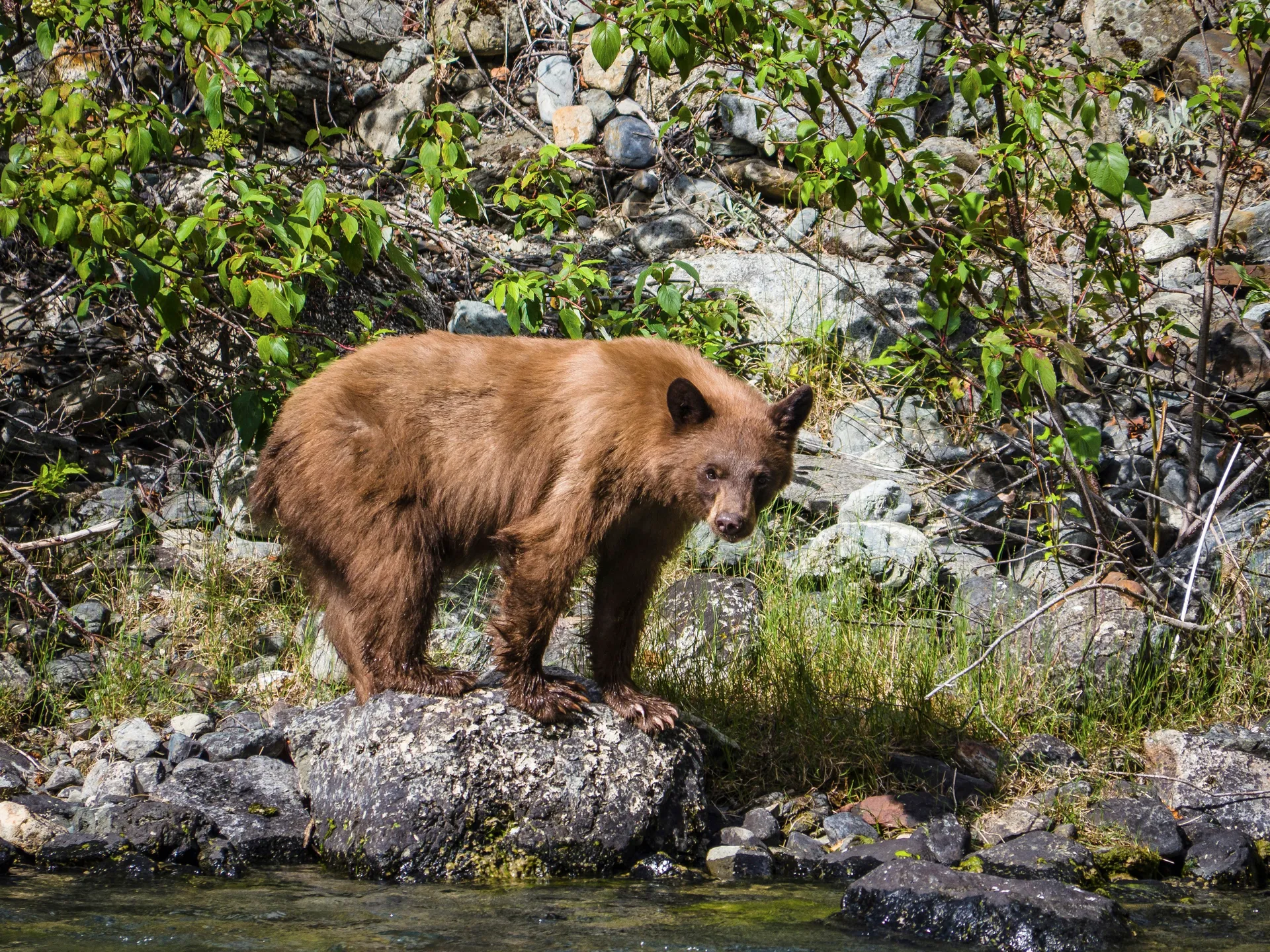 Jasper National Park, Alberta 2