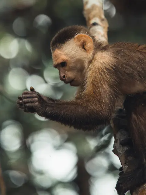 Πόλη του Παναμά προς Μαϊάμι, Φλόριντα — Regent Seven Seas Cruises · Seven Seas Grandeur