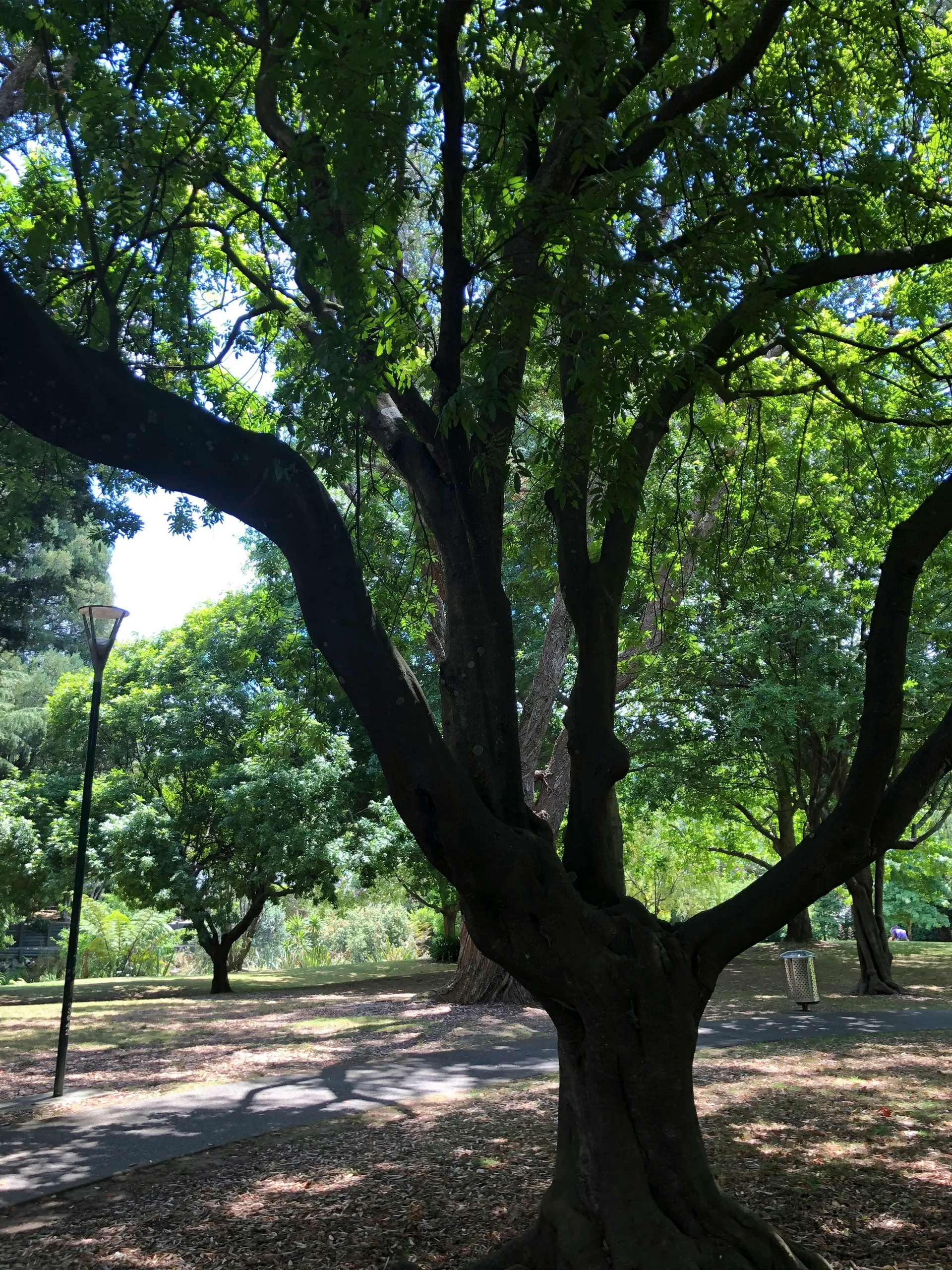 Whangarei (Whangarei, New Zealand)