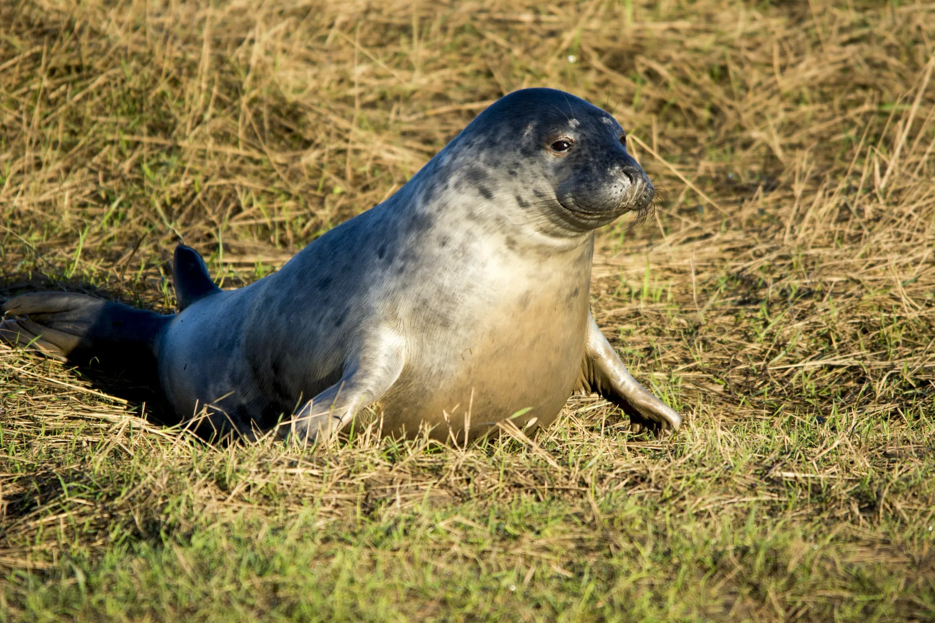 Enderby-sziget (Enderby Island, Auckland Islands)