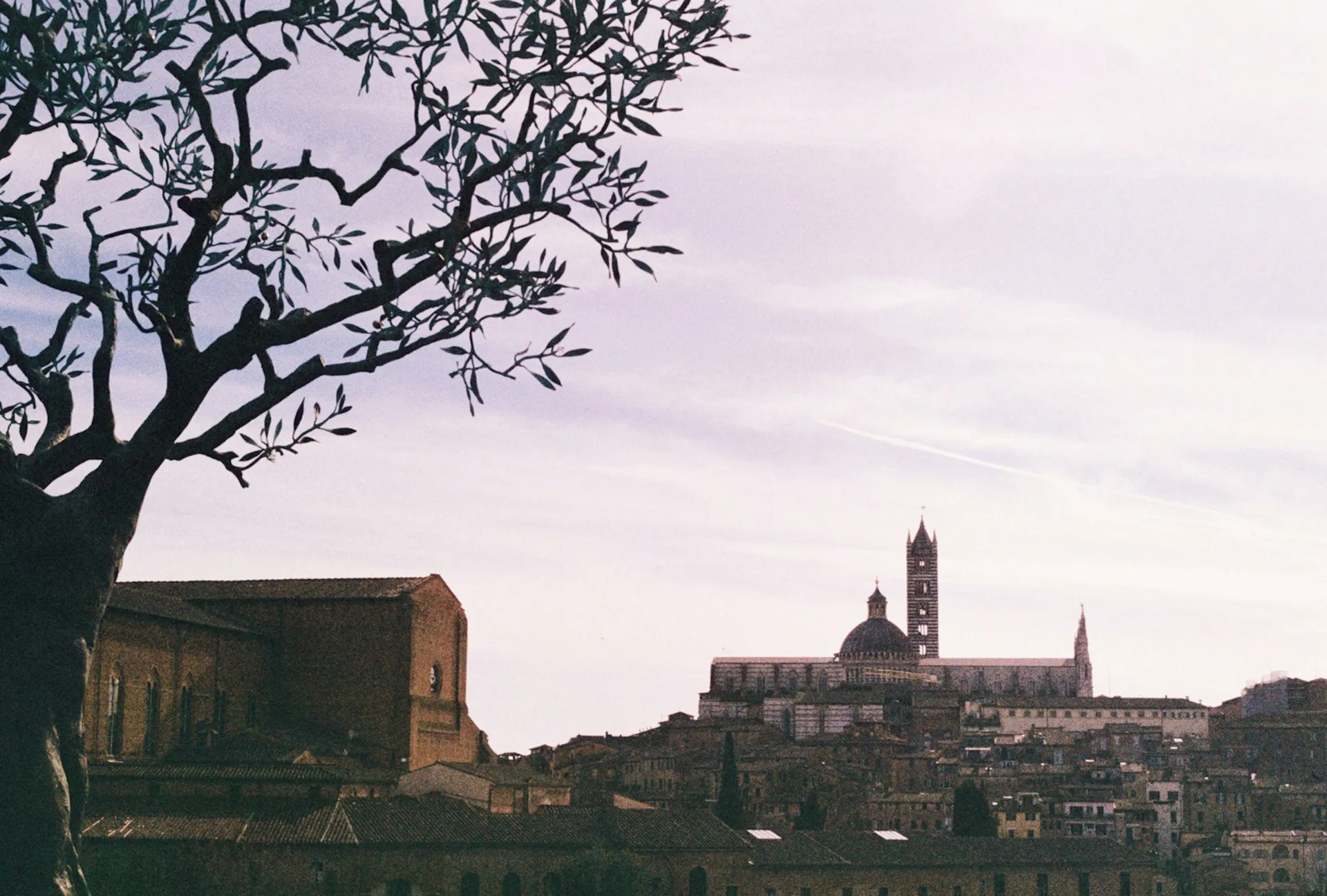 সিয়েনা 7