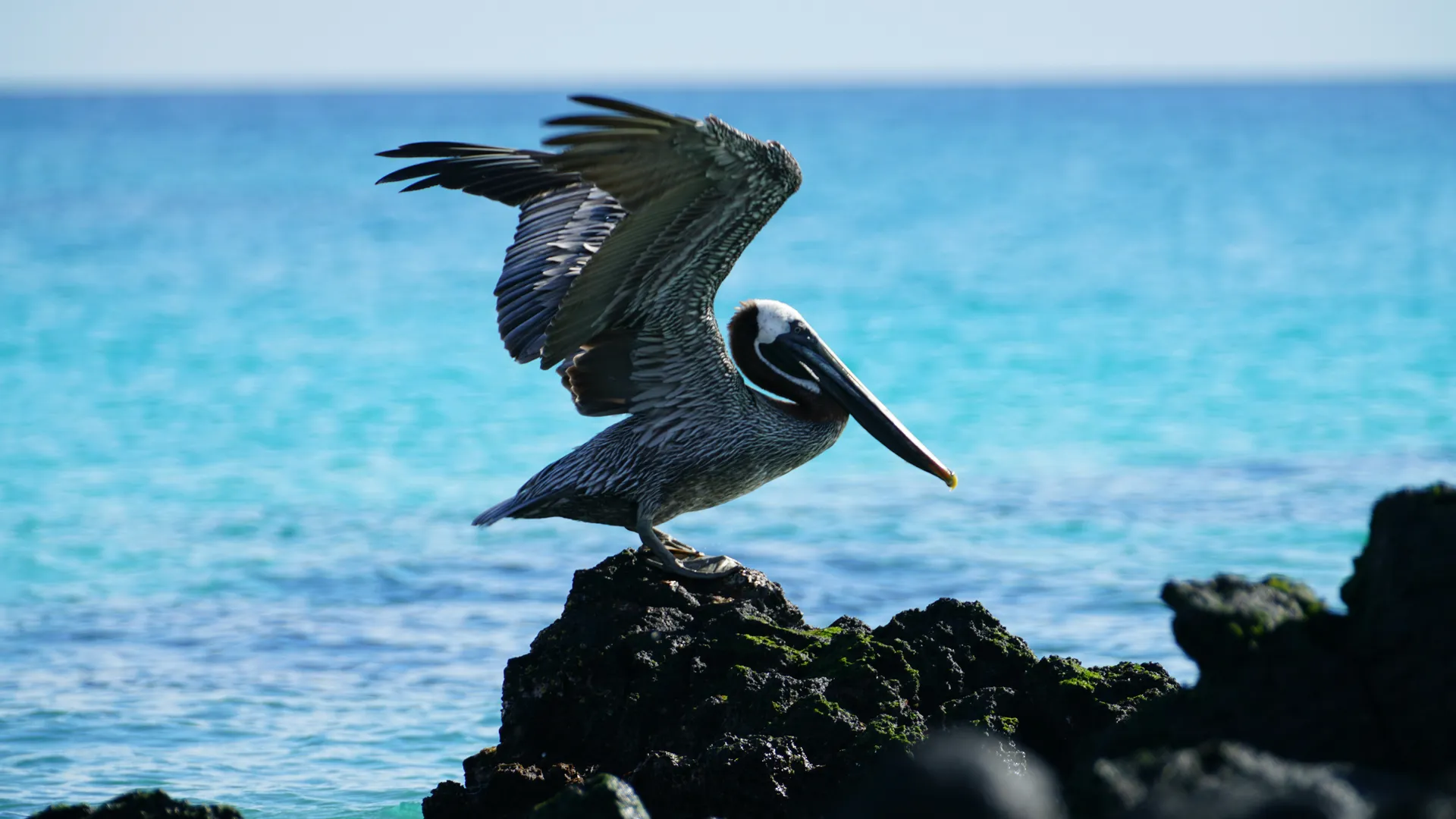 加拉帕戈斯群島 - 標誌性野生動物與壯麗風景，加上馬丘比丘 — HX 探險郵輪 · MS Santa Cruz II