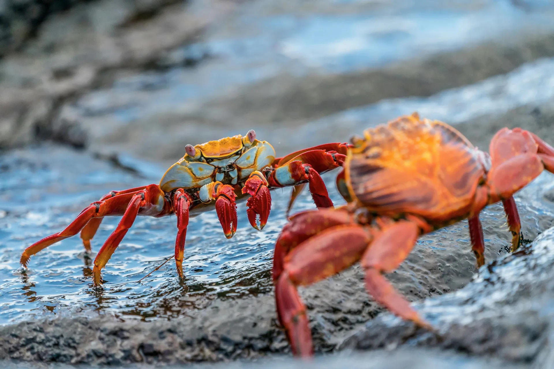 Galápagos Eilanden – Iconische Wilde Dieren & Sublime Landschappen Plus Machu Picchu — HX Expeditions · MS Santa Cruz II