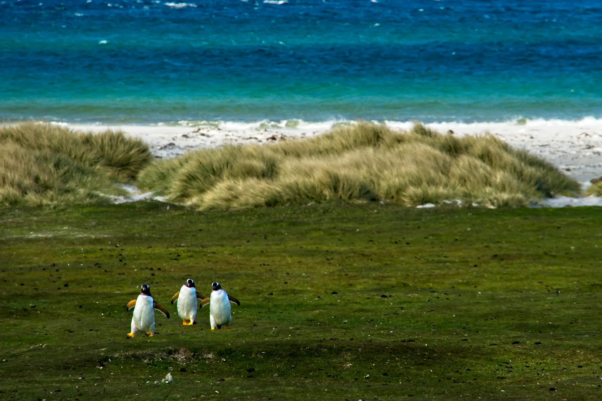 West Point Island, Falkland Islands — Captain’s Ch (West Point Island, Falkland Islands — Captain’s Ch)