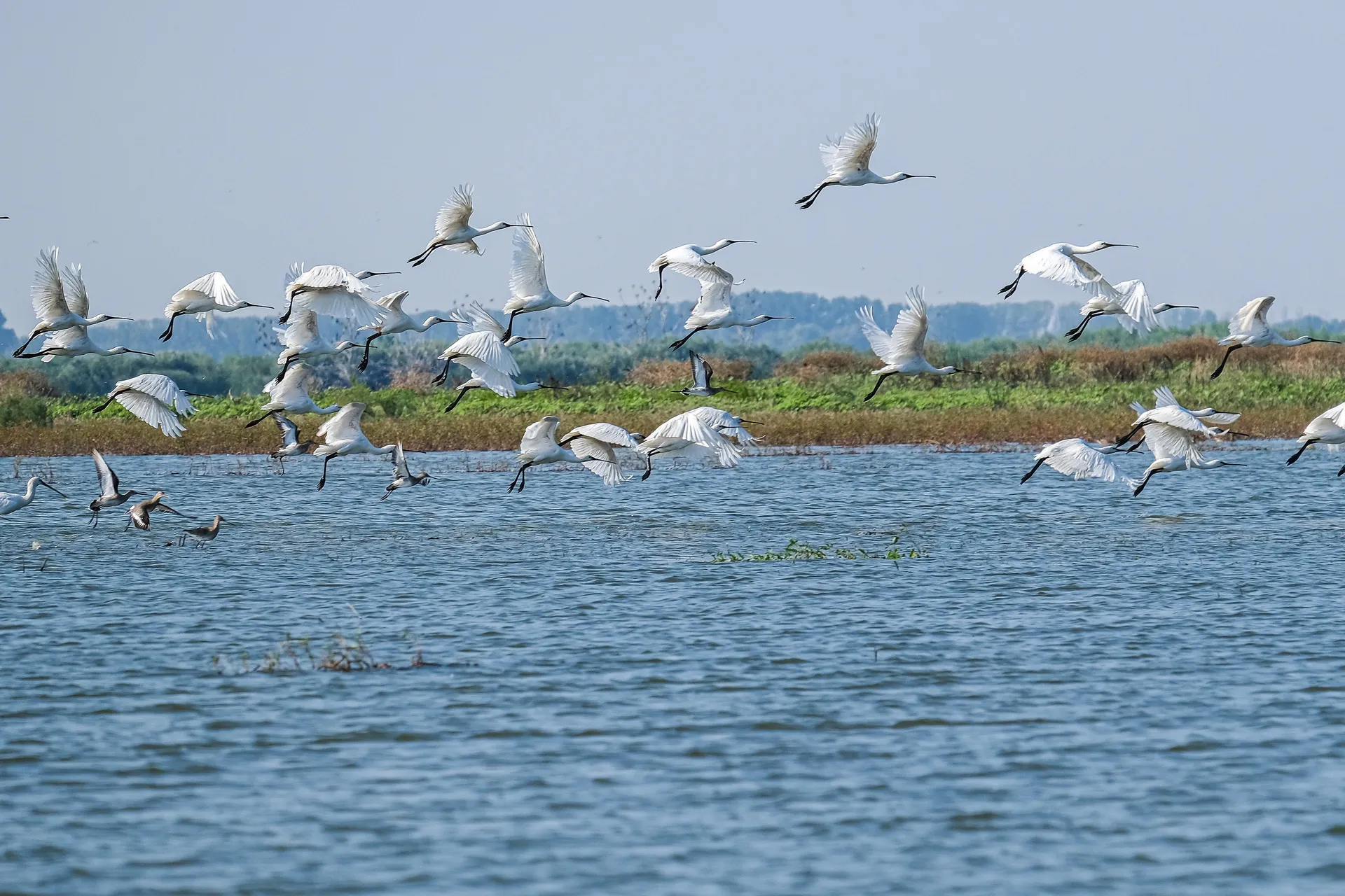 Ολτενίτα (Oltenita)