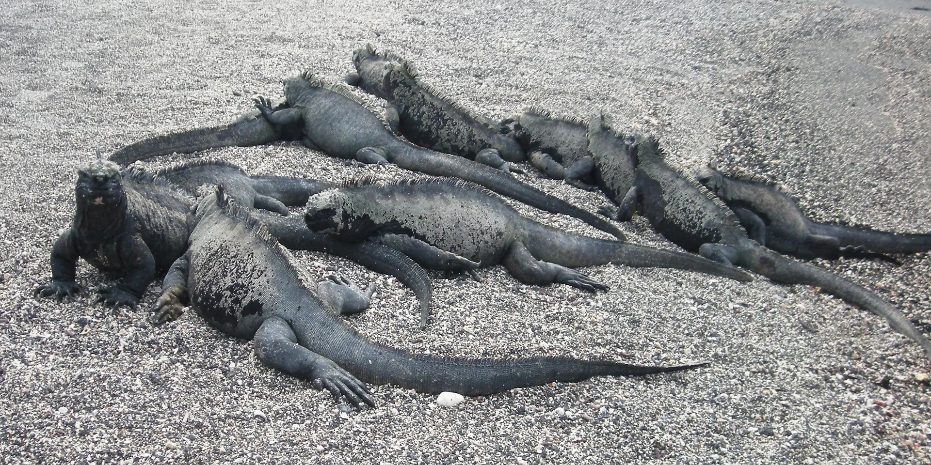 Mangle Point (Mangle Point, Fernandina Island, Galápagos)