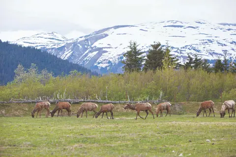 Hubbard Glacier & Skagway from Whittier, Alaska — Norwegian Cruise Line · Norwegian Jade