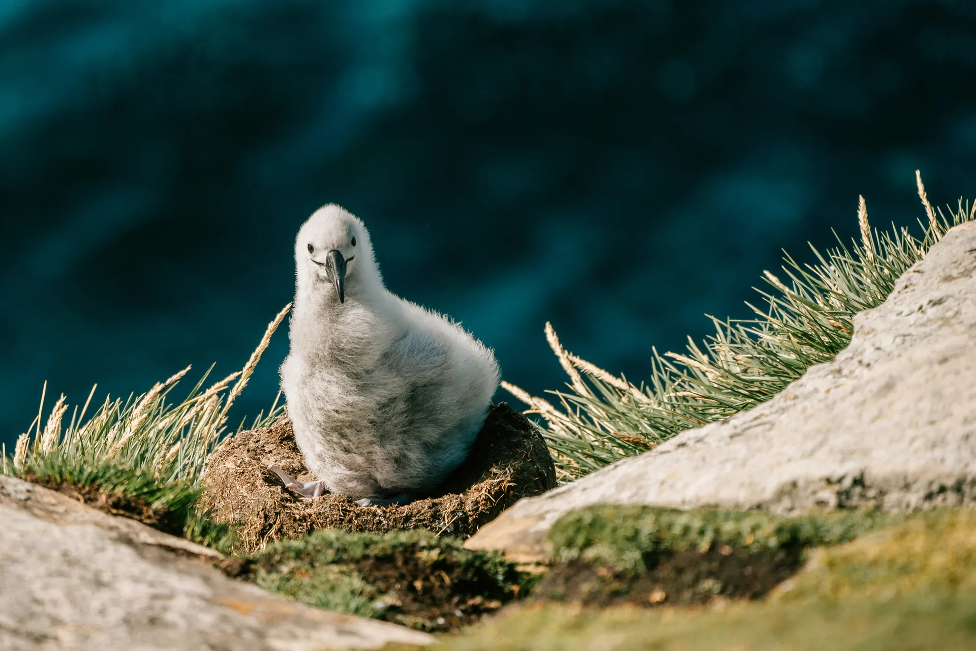 Saunders Ø (Saunders Island, Falkland Islands)