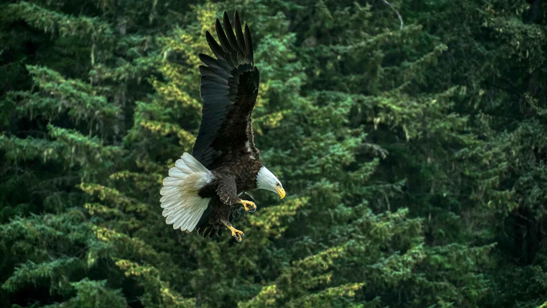 Haines (Haines, Alaska)