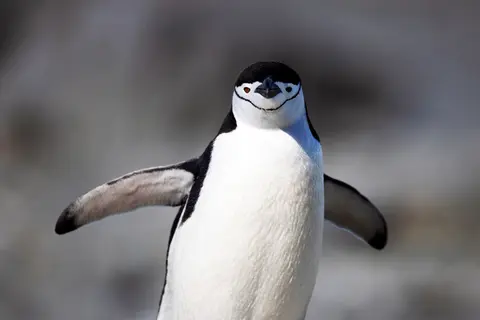 Puerto Williams to Puerto Williams — Silversea · Silver Cloud