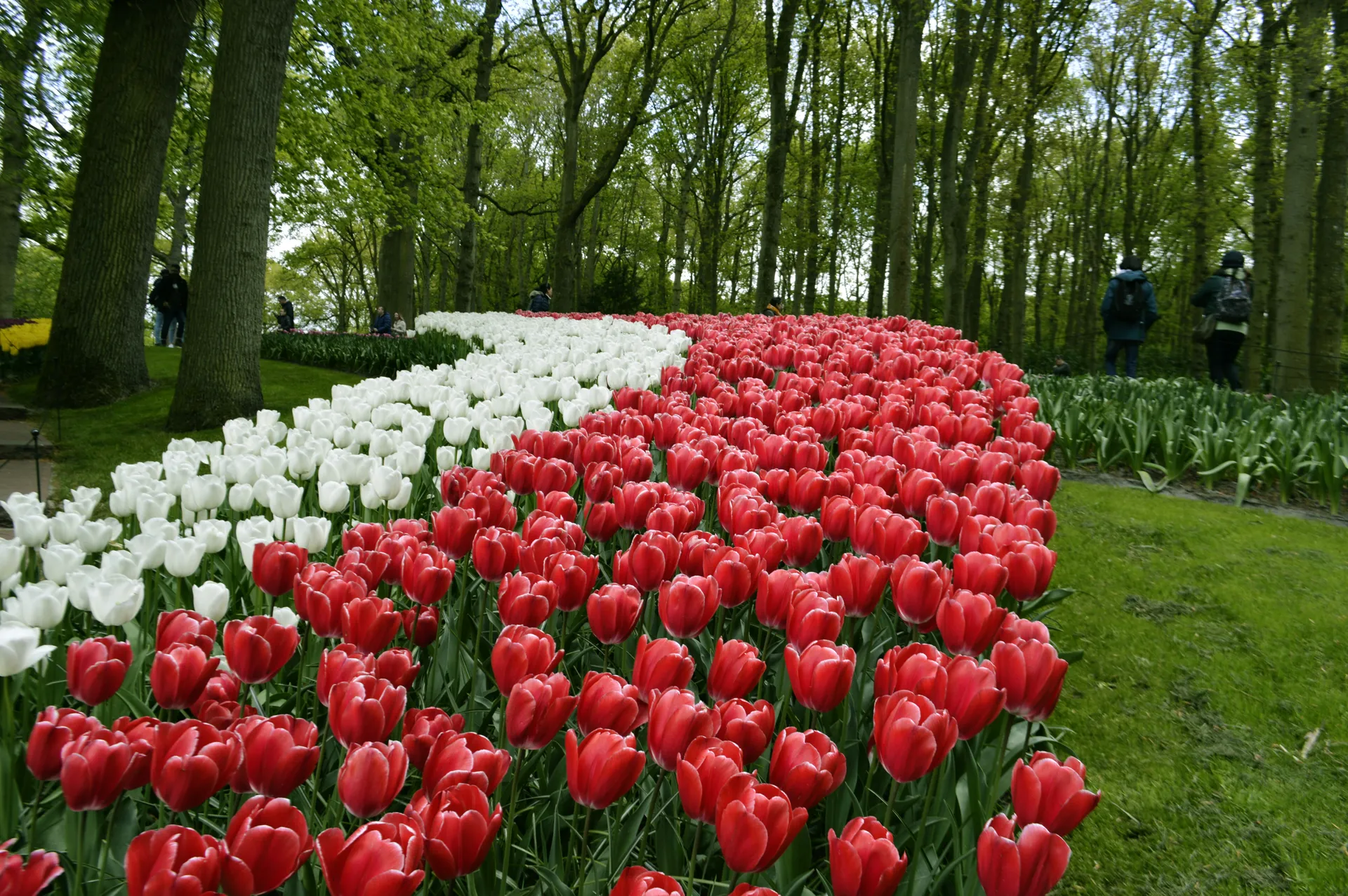 Keukenhof Gardens 4