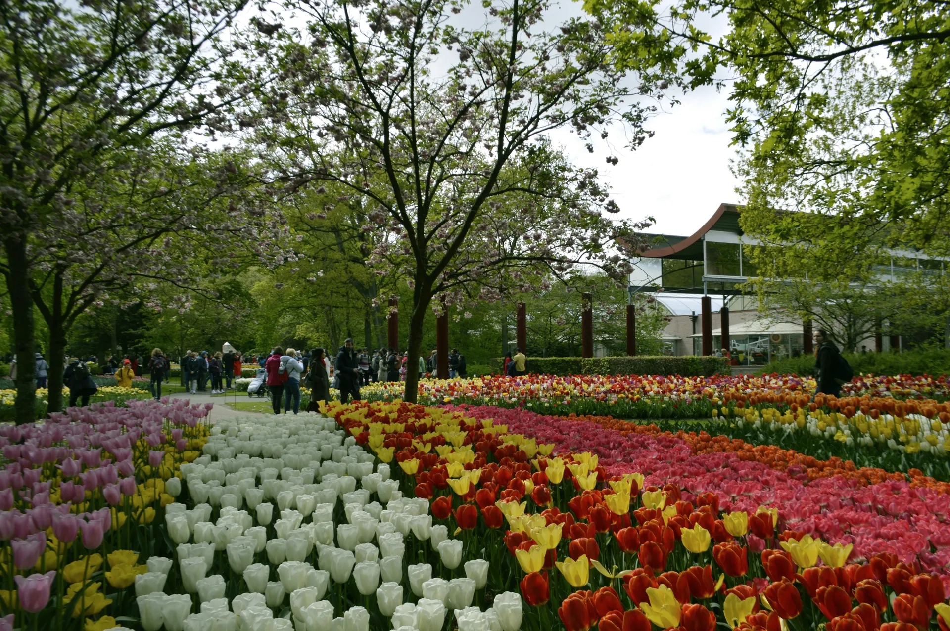 Keukenhof Gardens 5
