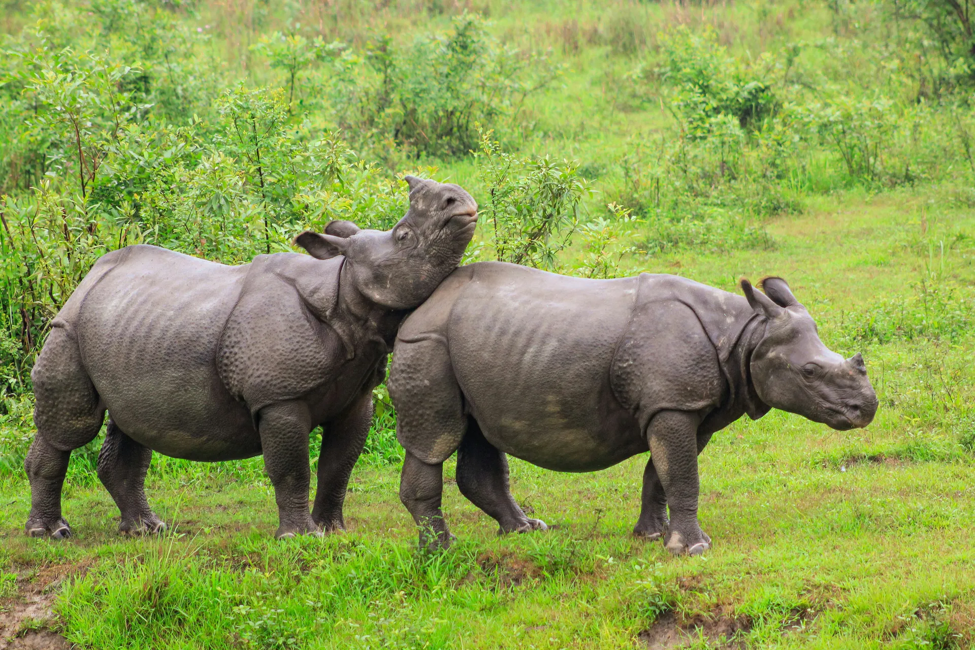 Kaziranga Nationalpark (Kaziranga National Park)