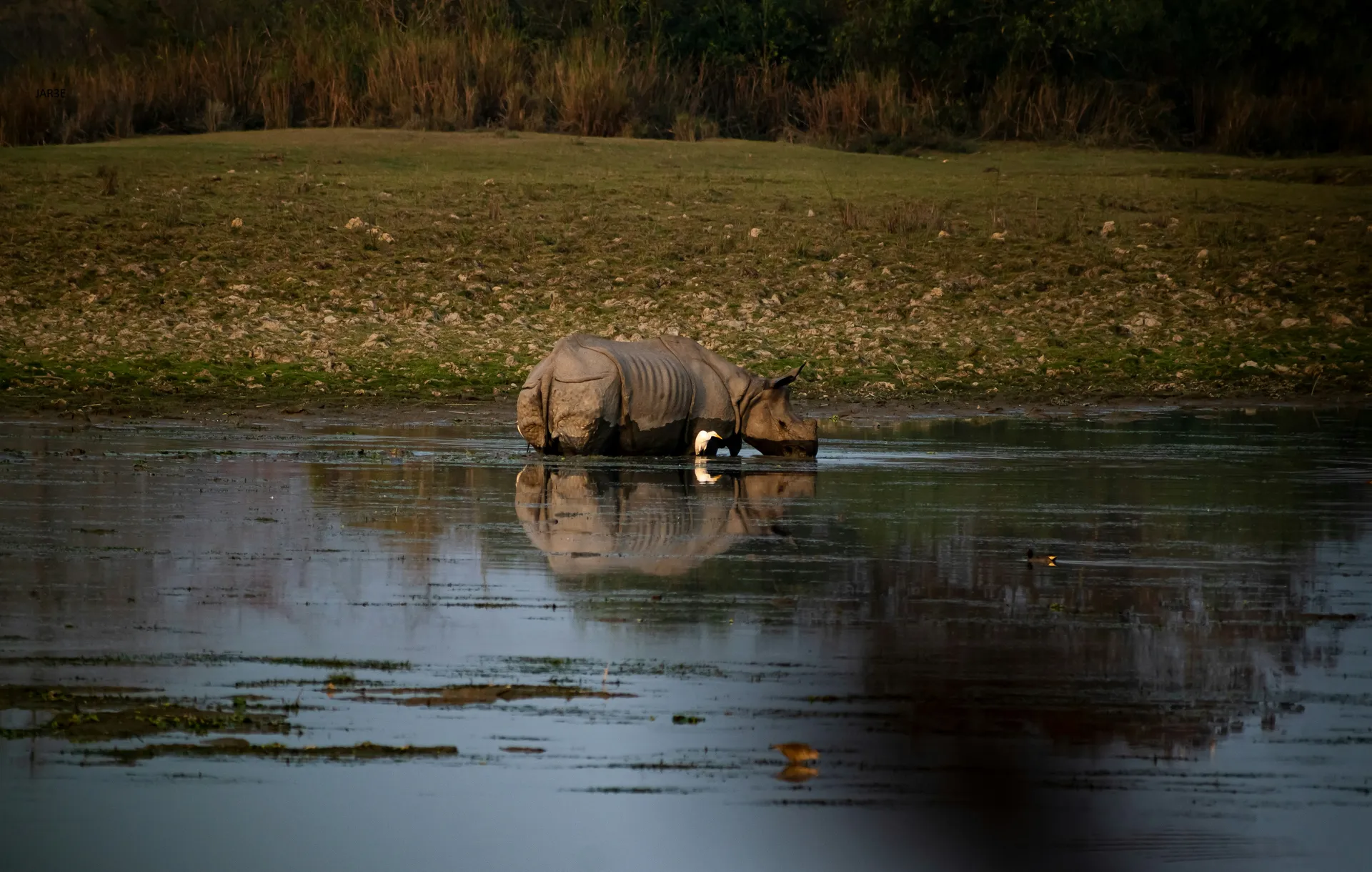 Kaziranga Nationalpark 2