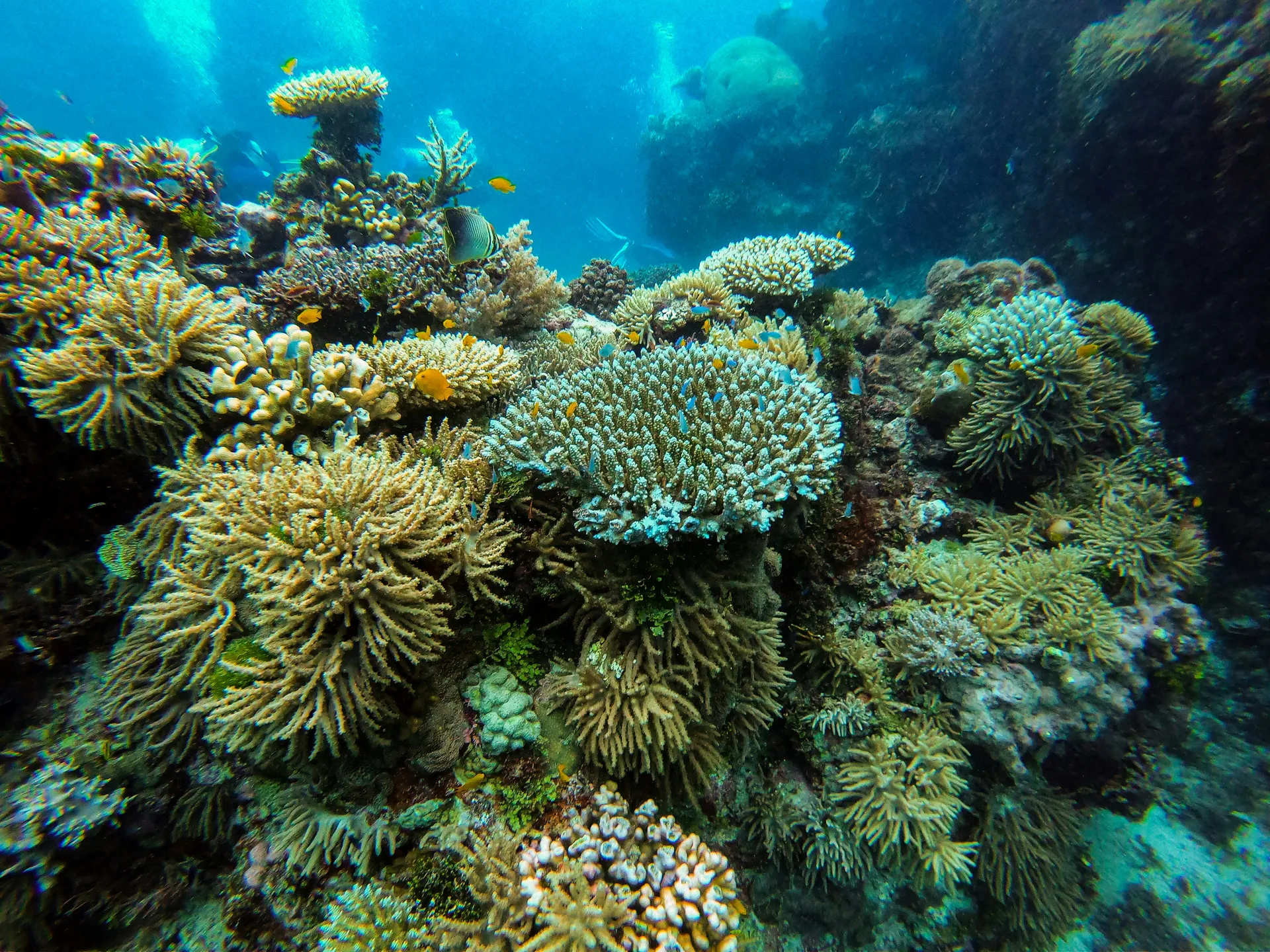 Great Barrier Reef 7