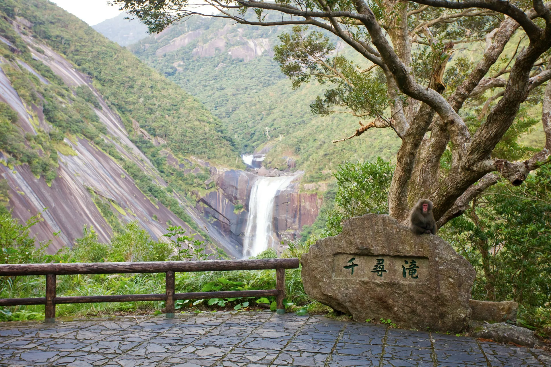 Yakushima 4
