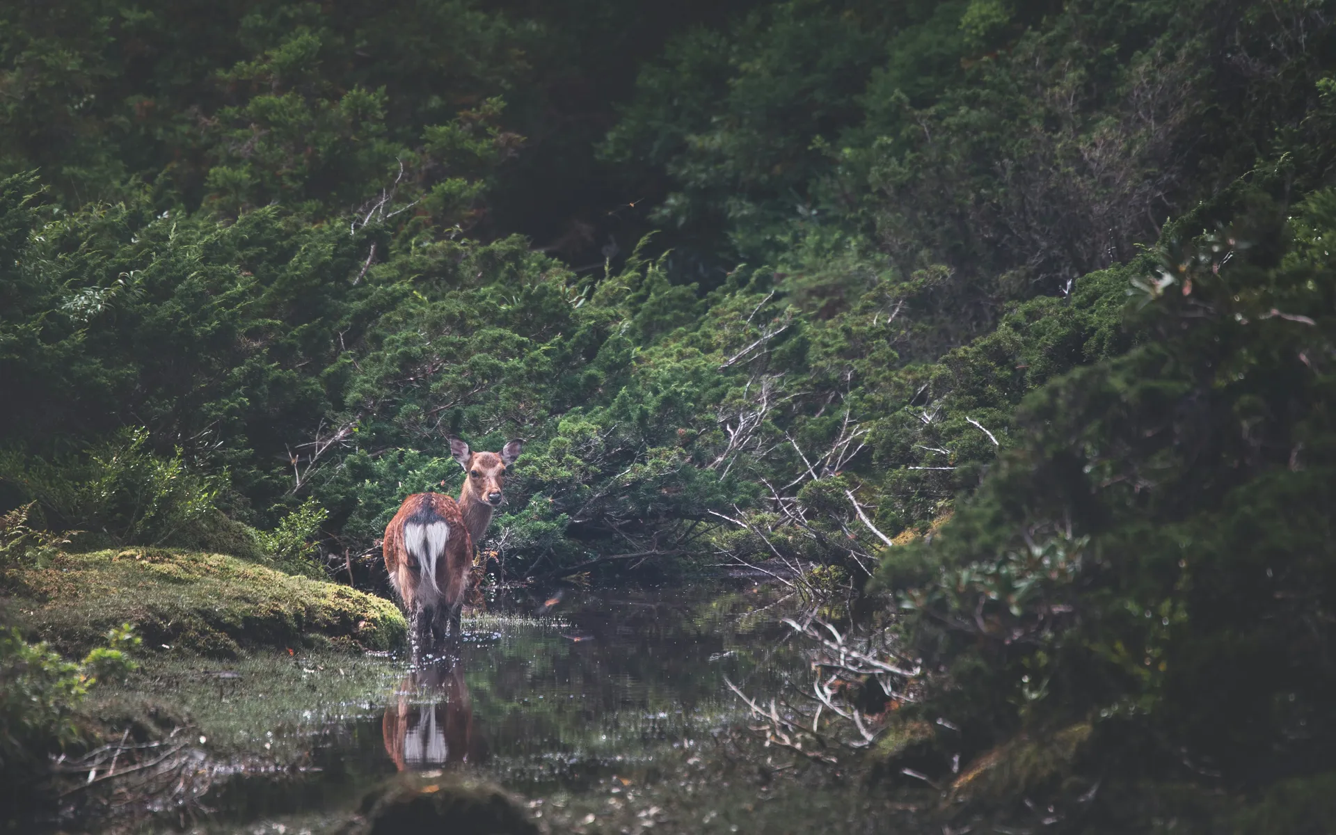 Yakushima 8