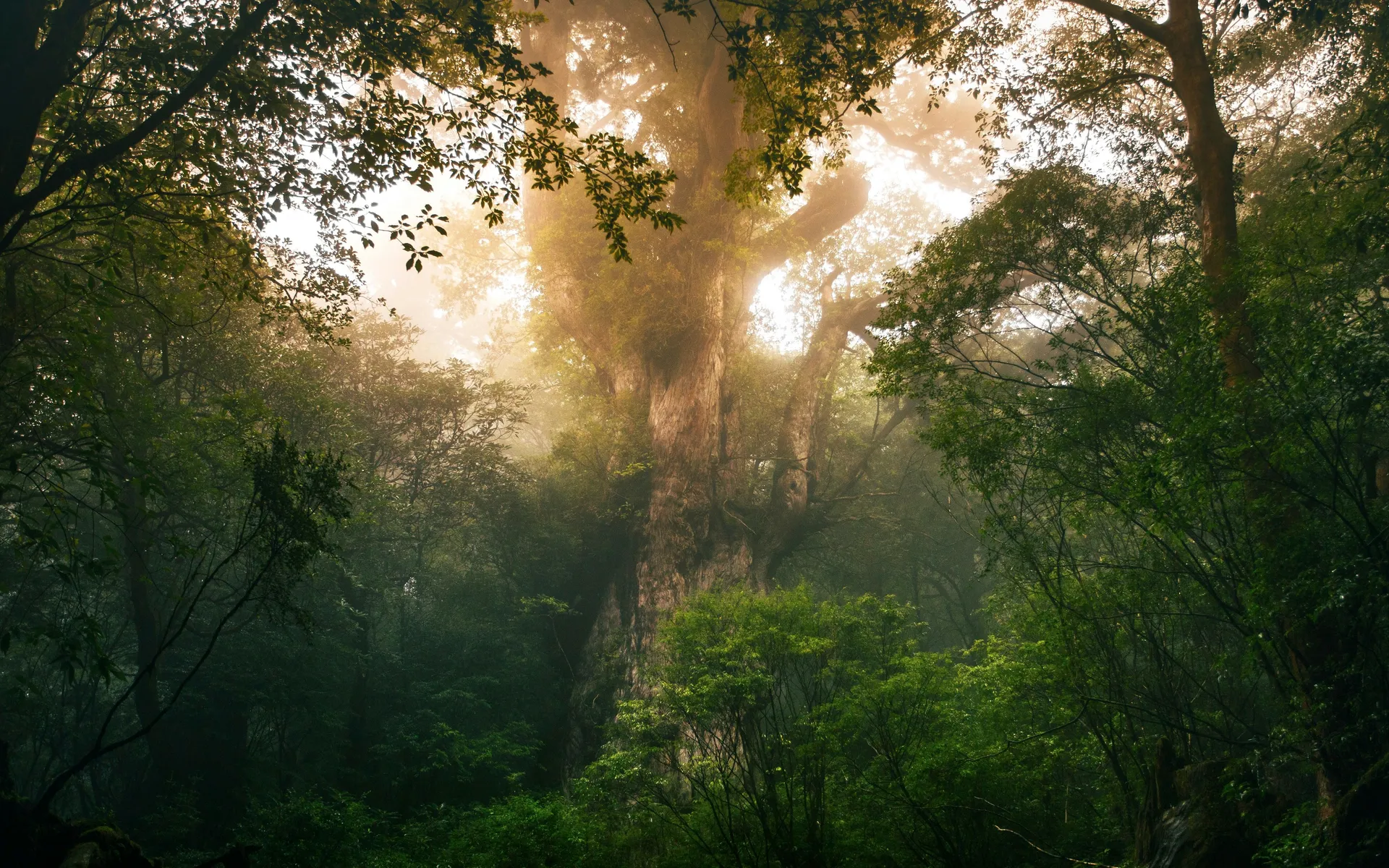 Yakushima 5
