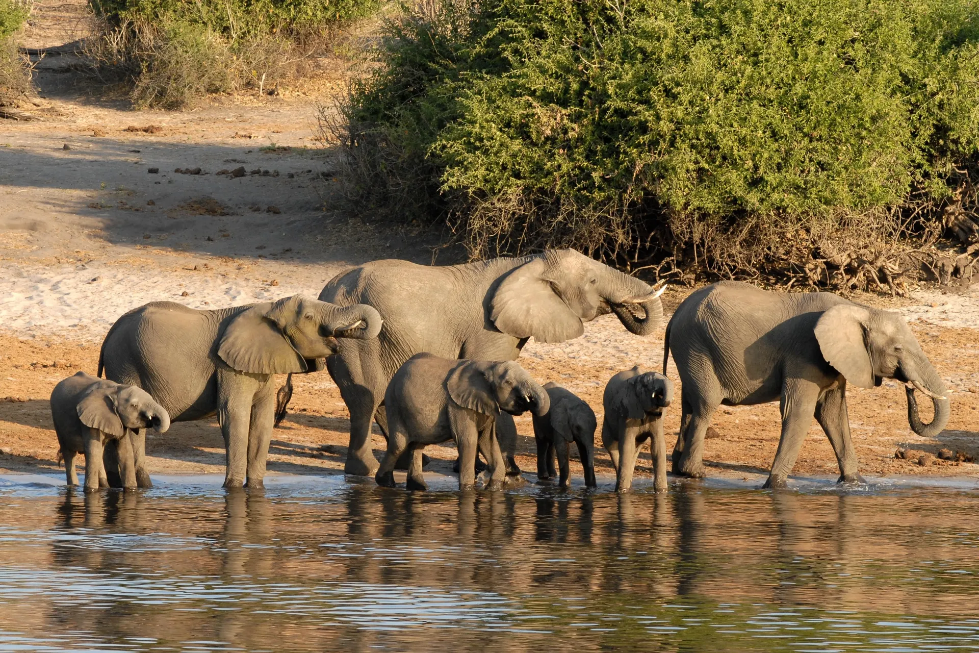 Chobe National Park 7